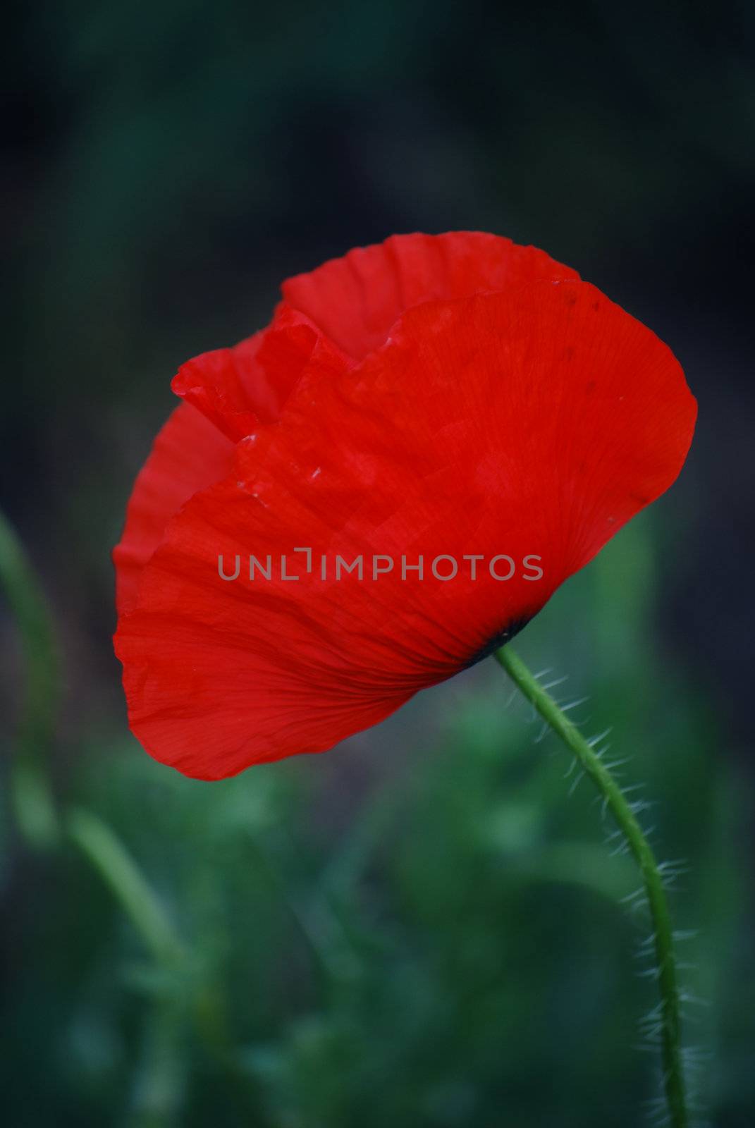 corn poppy by sarkao