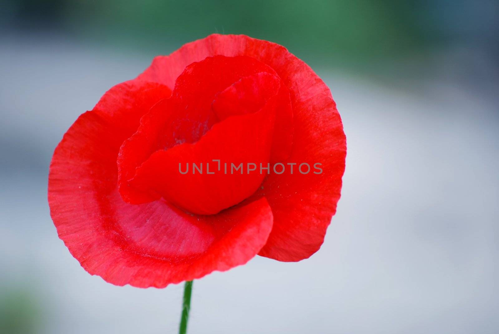 corn poppy by sarkao