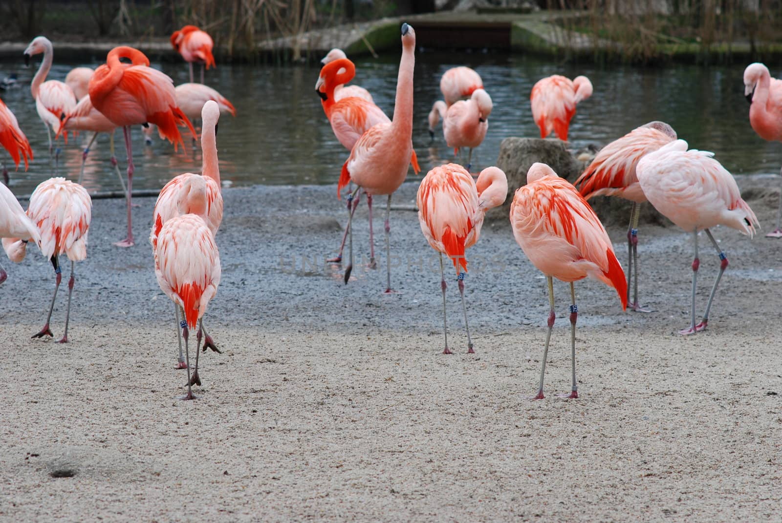 Flamingos by sarkao