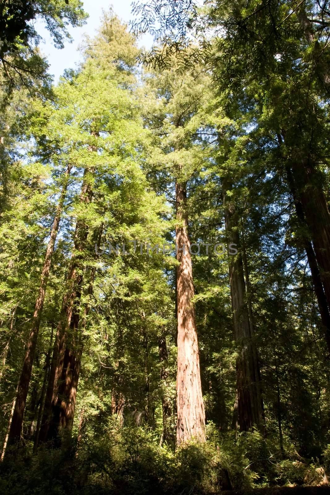 Redwoods by melastmohican