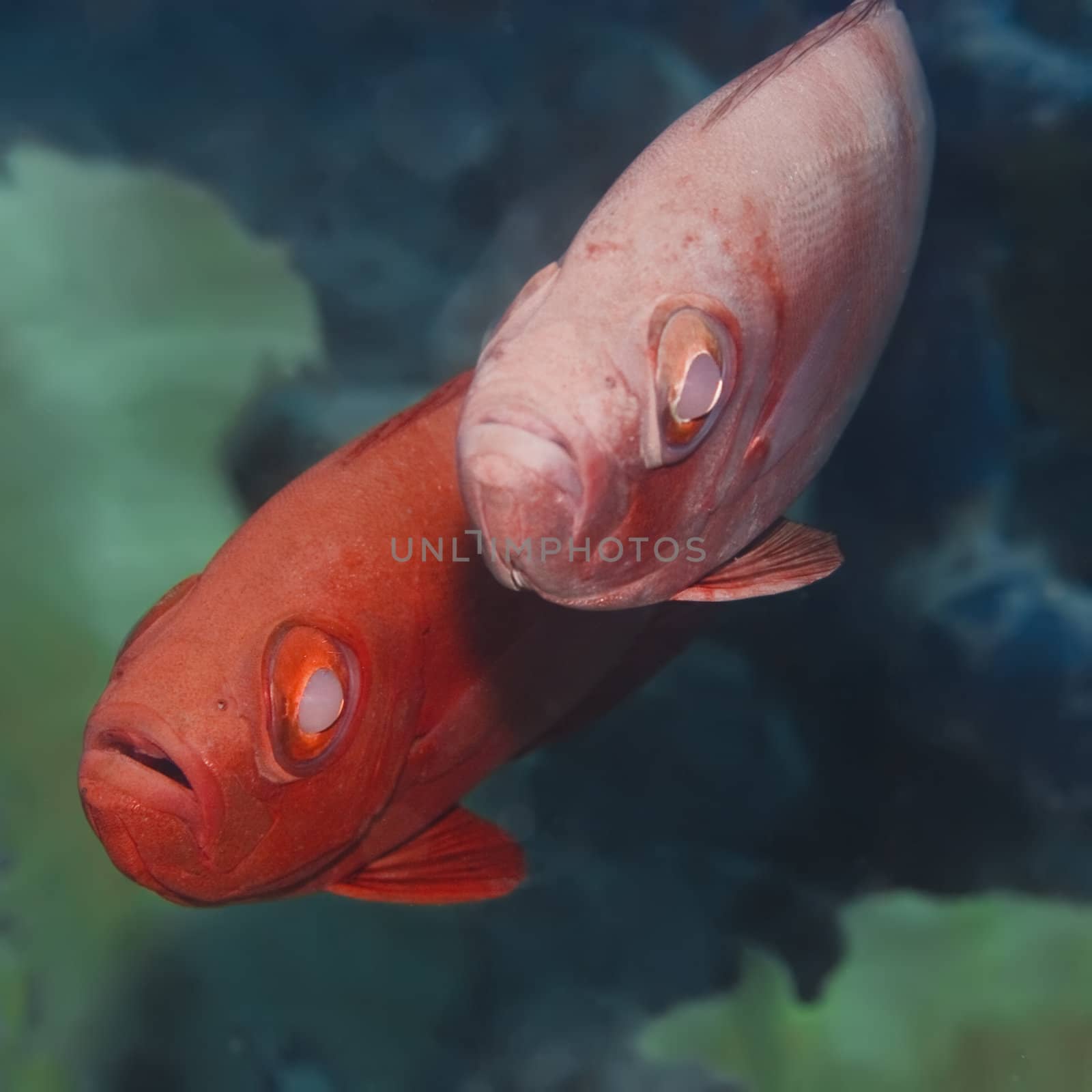Cardinalfishes by GoodOlga