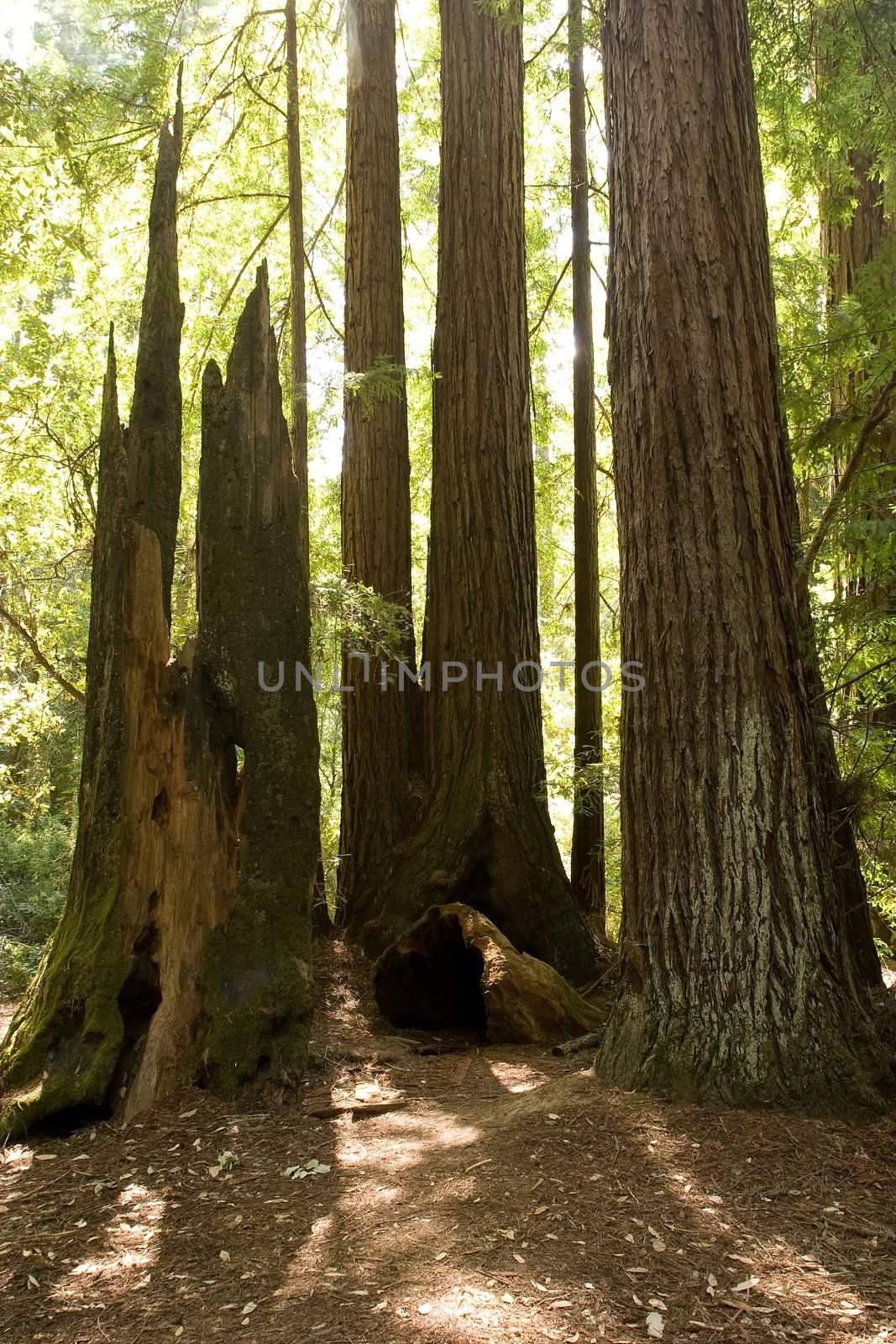 Big Basin Redwoods State Park is a state park in the U.S. state of California