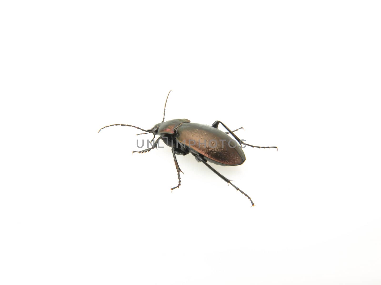 A Violet Ground Beetle (Carabus Violaceus) studio isolated on a white background.