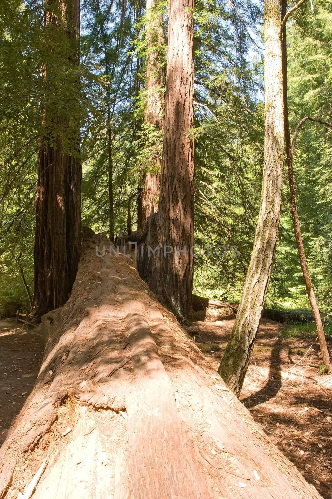 Big Basin Redwoods State Park is a state park in the U.S. state of California