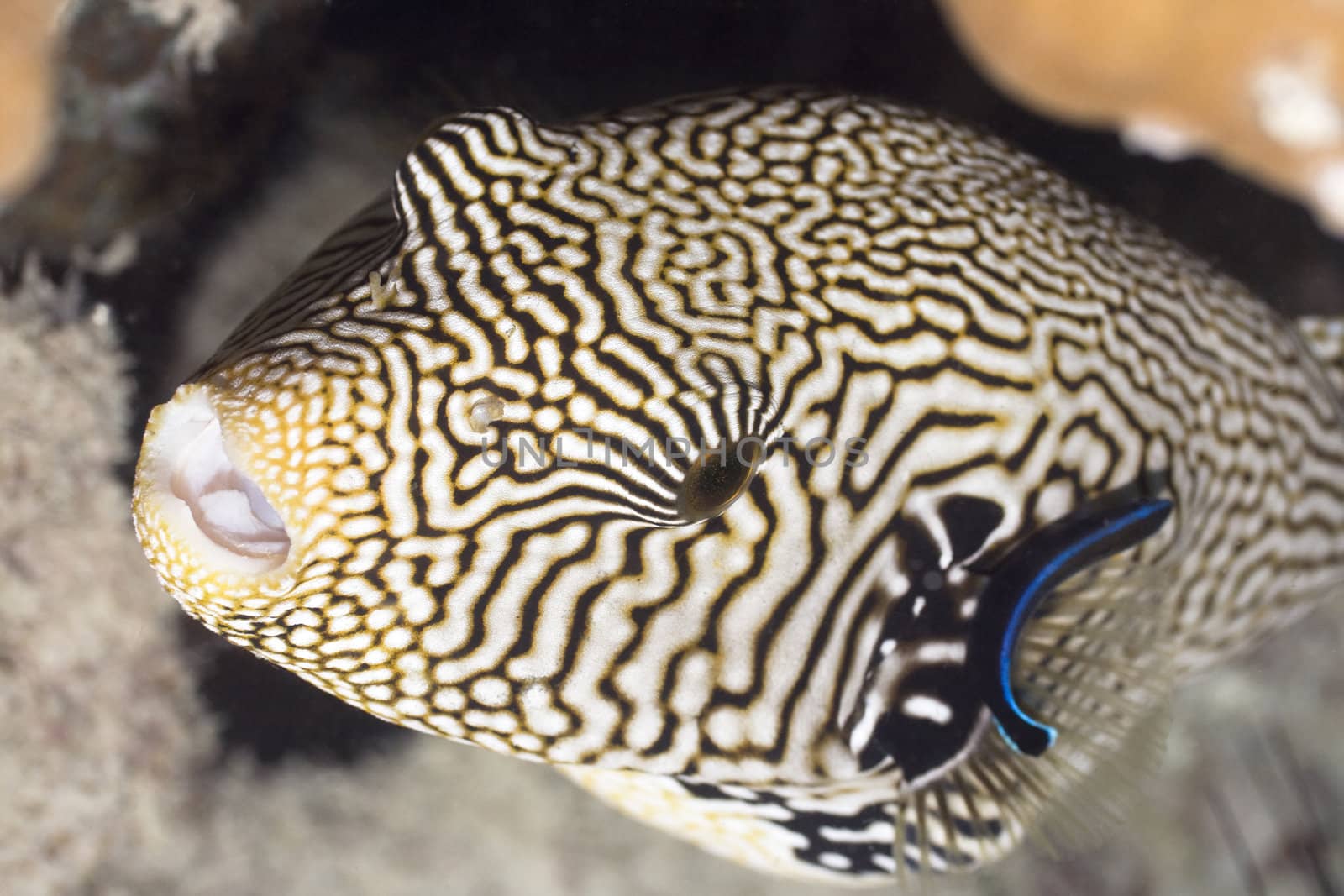 Tropecal fish pufferfish by GoodOlga