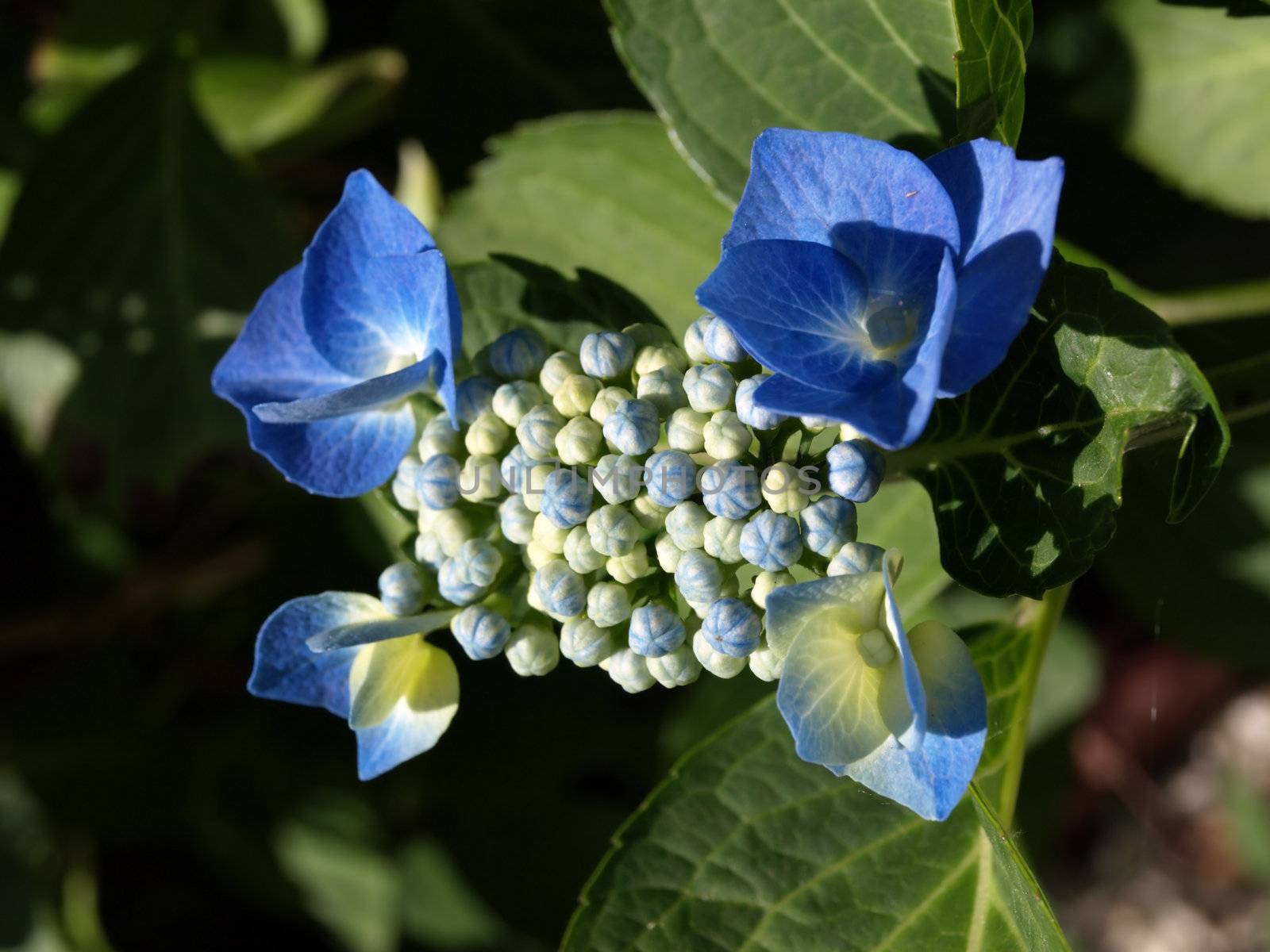 Four blue and white hydrangea flowers with green foliage
