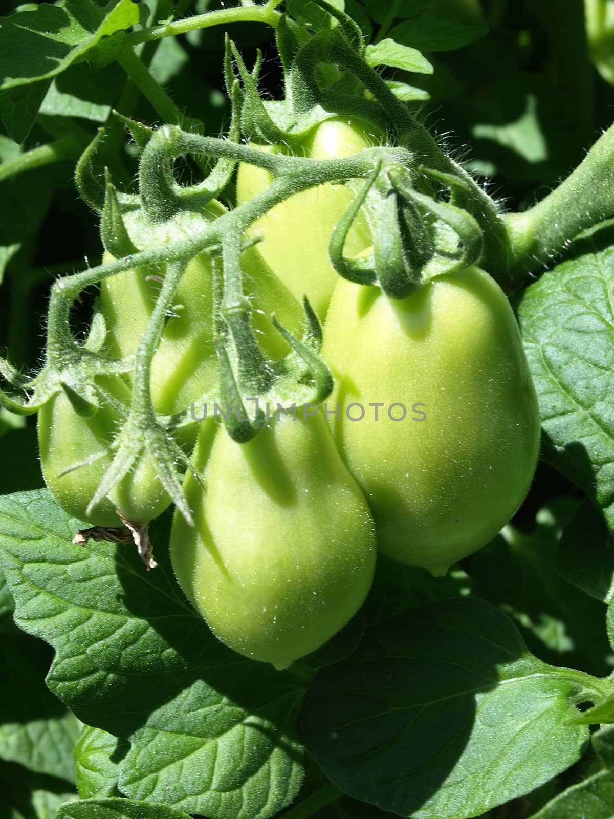 Growing Tomatoes on the Vine by RGebbiePhoto