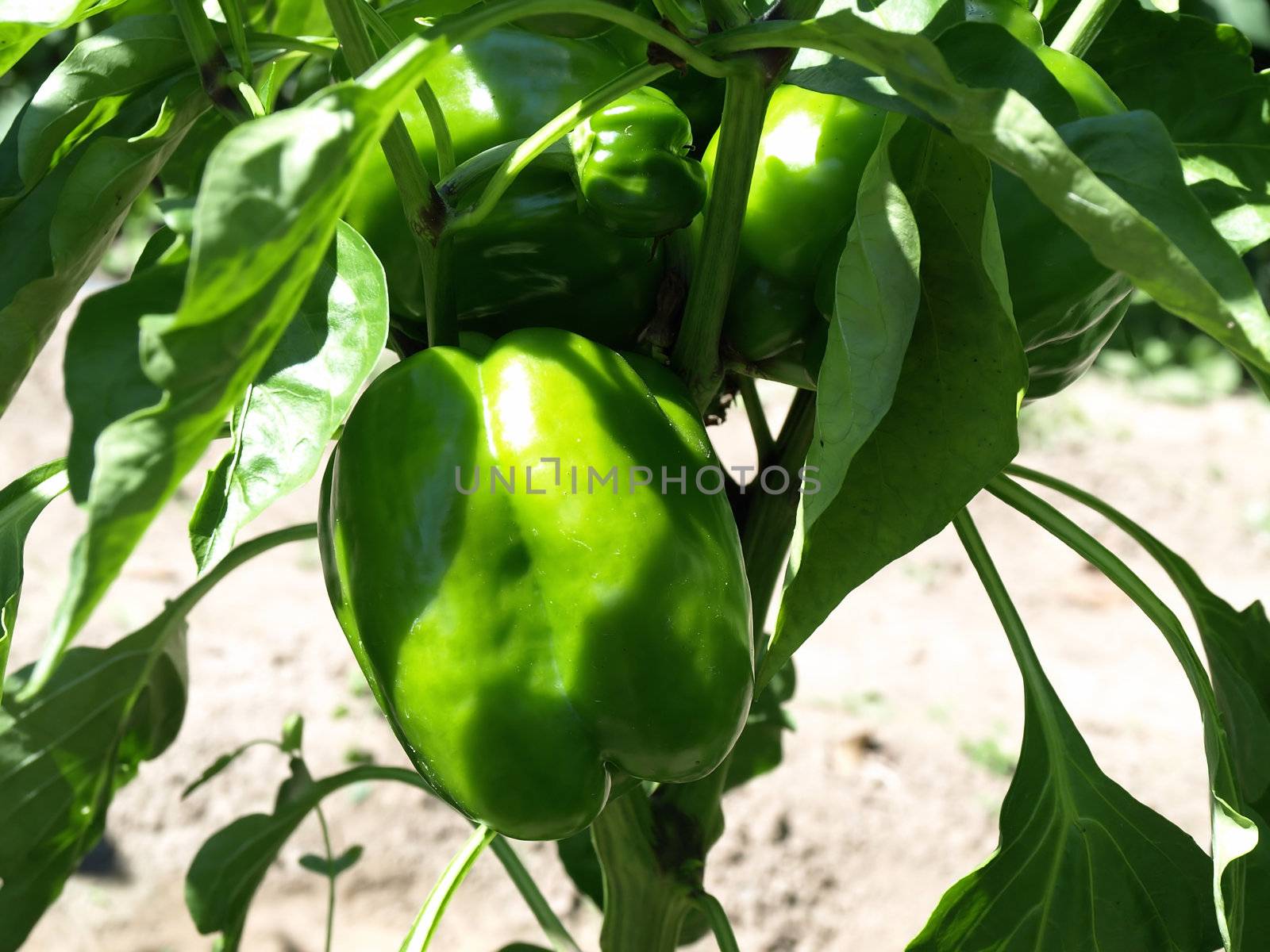 Beautiful green bell peppers growing on a vine in a garden