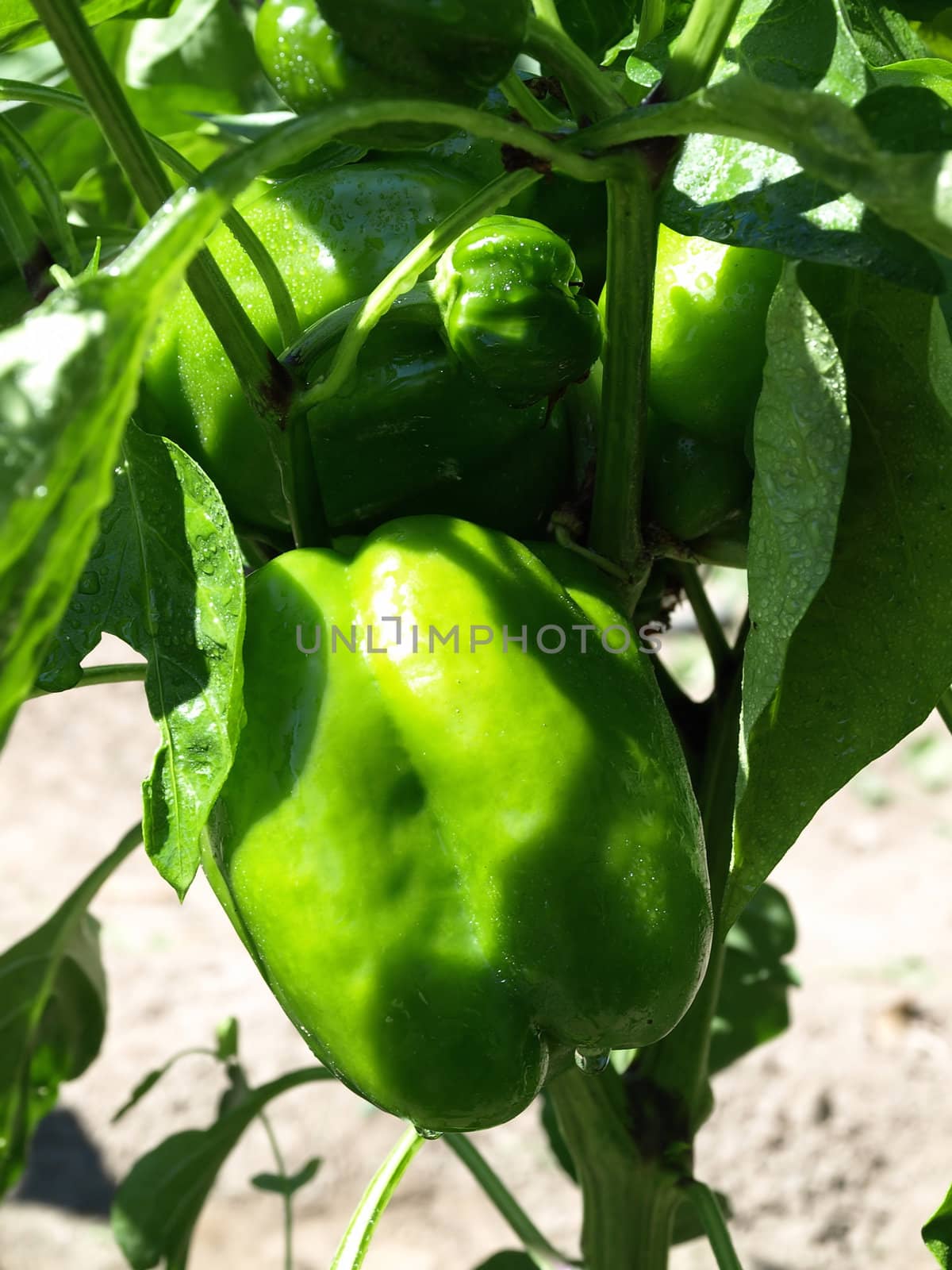 Beautiful green bell peppers growing on a vine in a garden