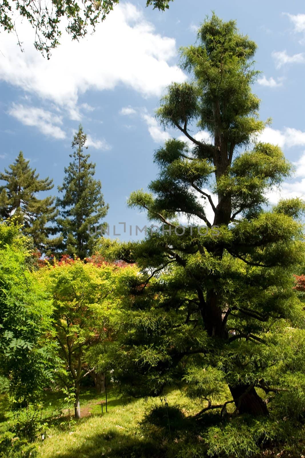 A traditional Japanese garden in California.
