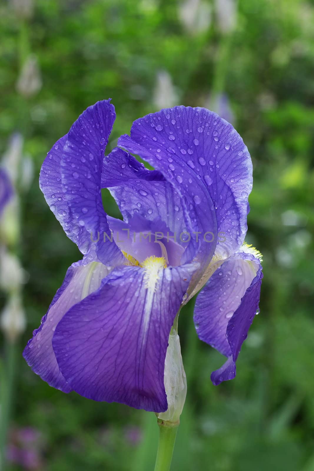 beautiful blue iris in garden
