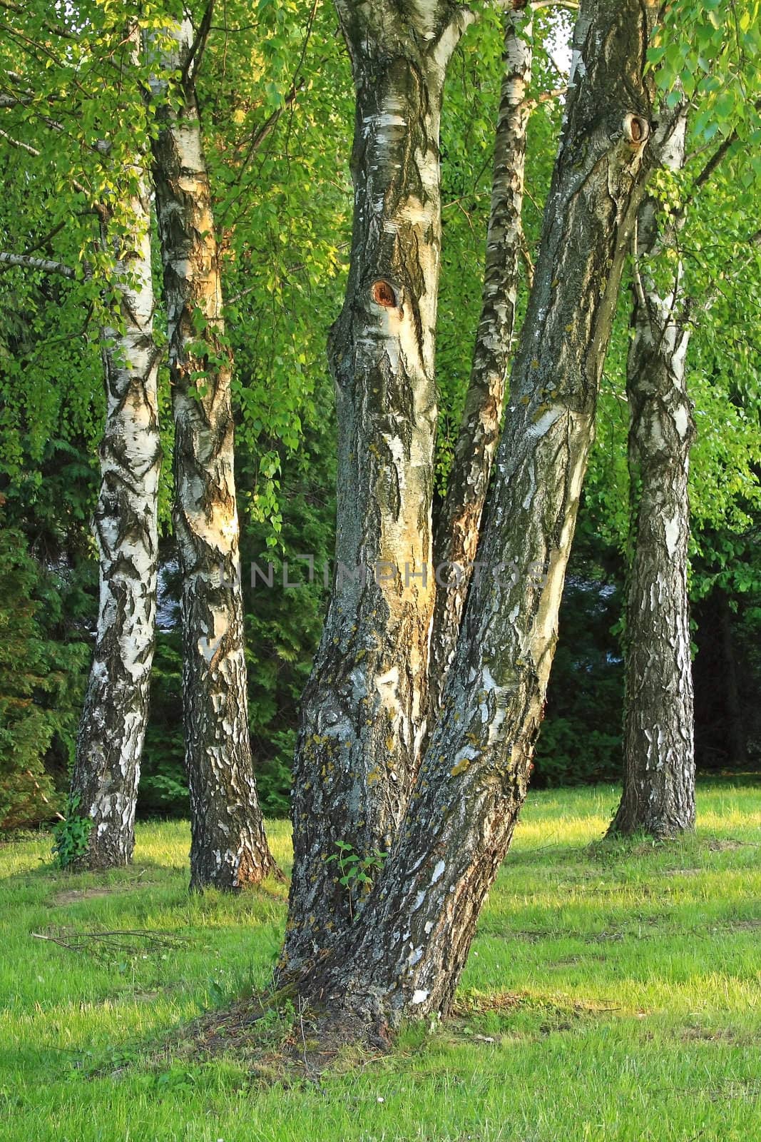 Birch trees by Digoarpi