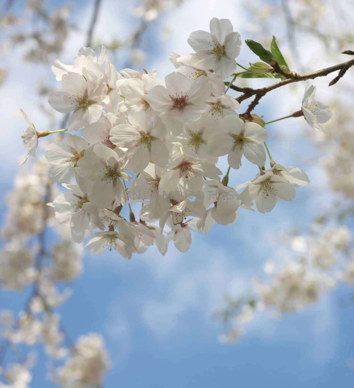 japanese cherries against blue sky (hi-key)