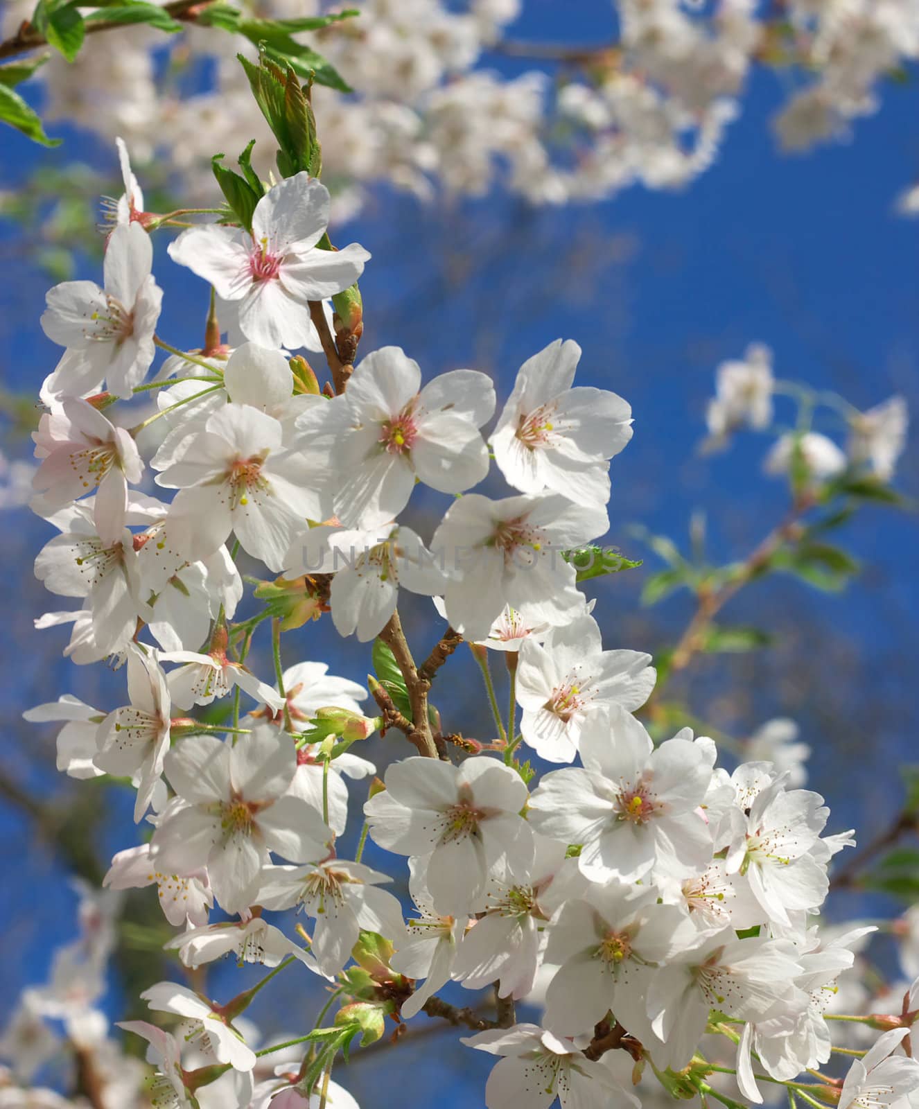 japanese cherries against blue sky 