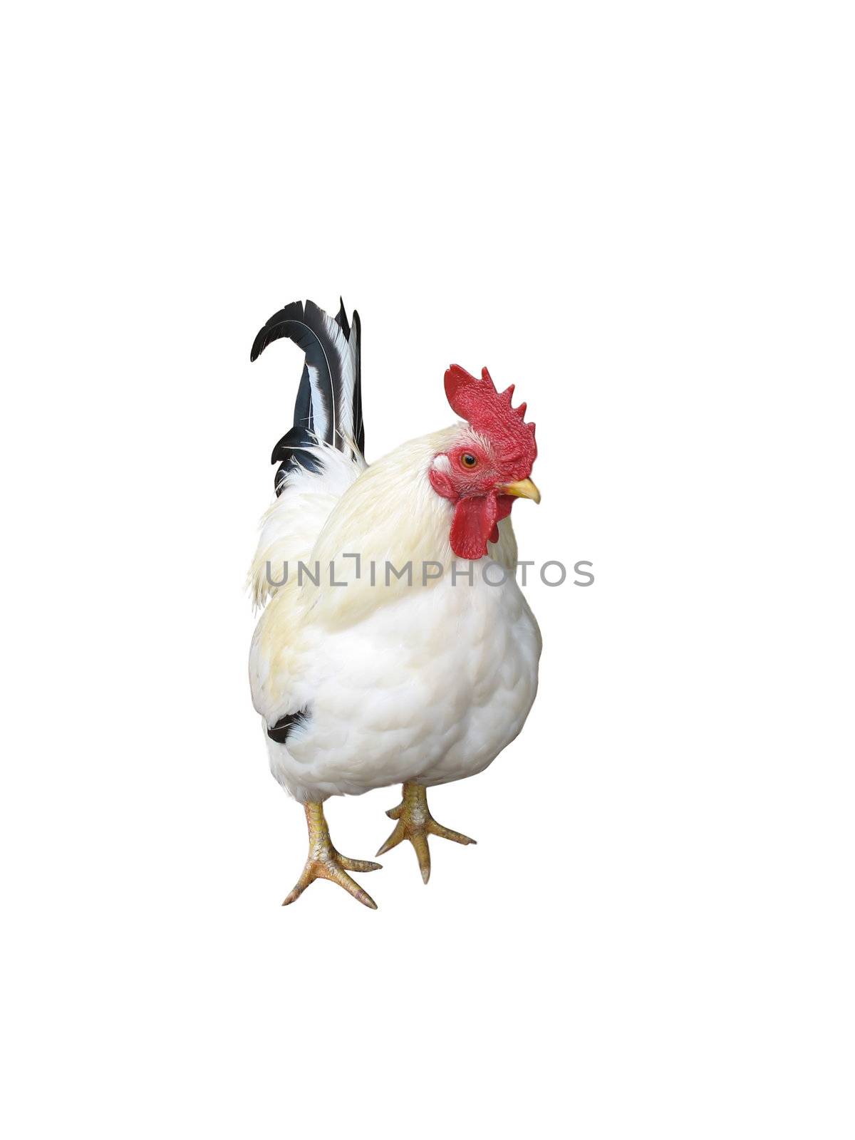 A chicken isolated over a white background.  This image includes a clipping path.