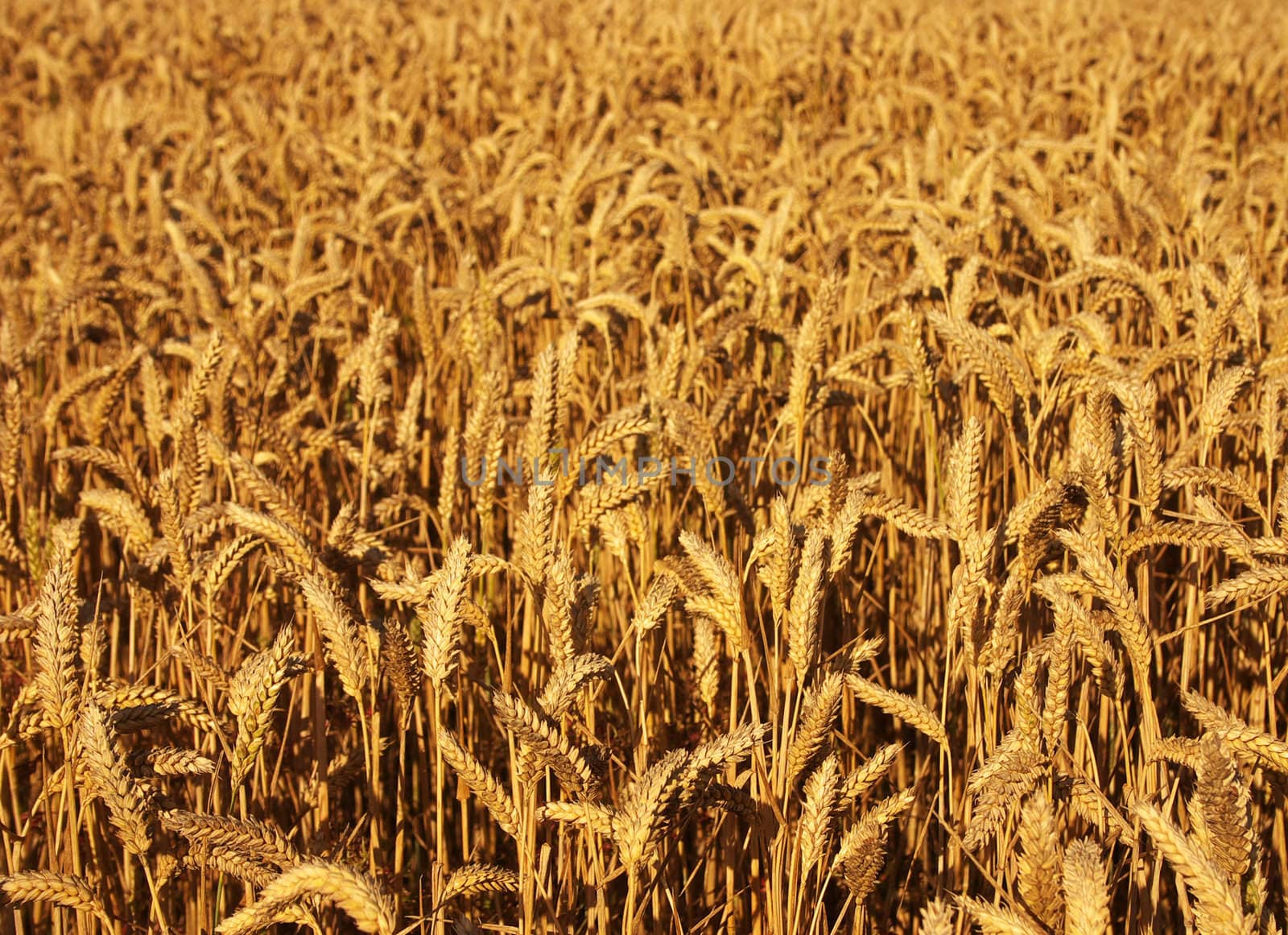 Ripe wheat field by hospitalera