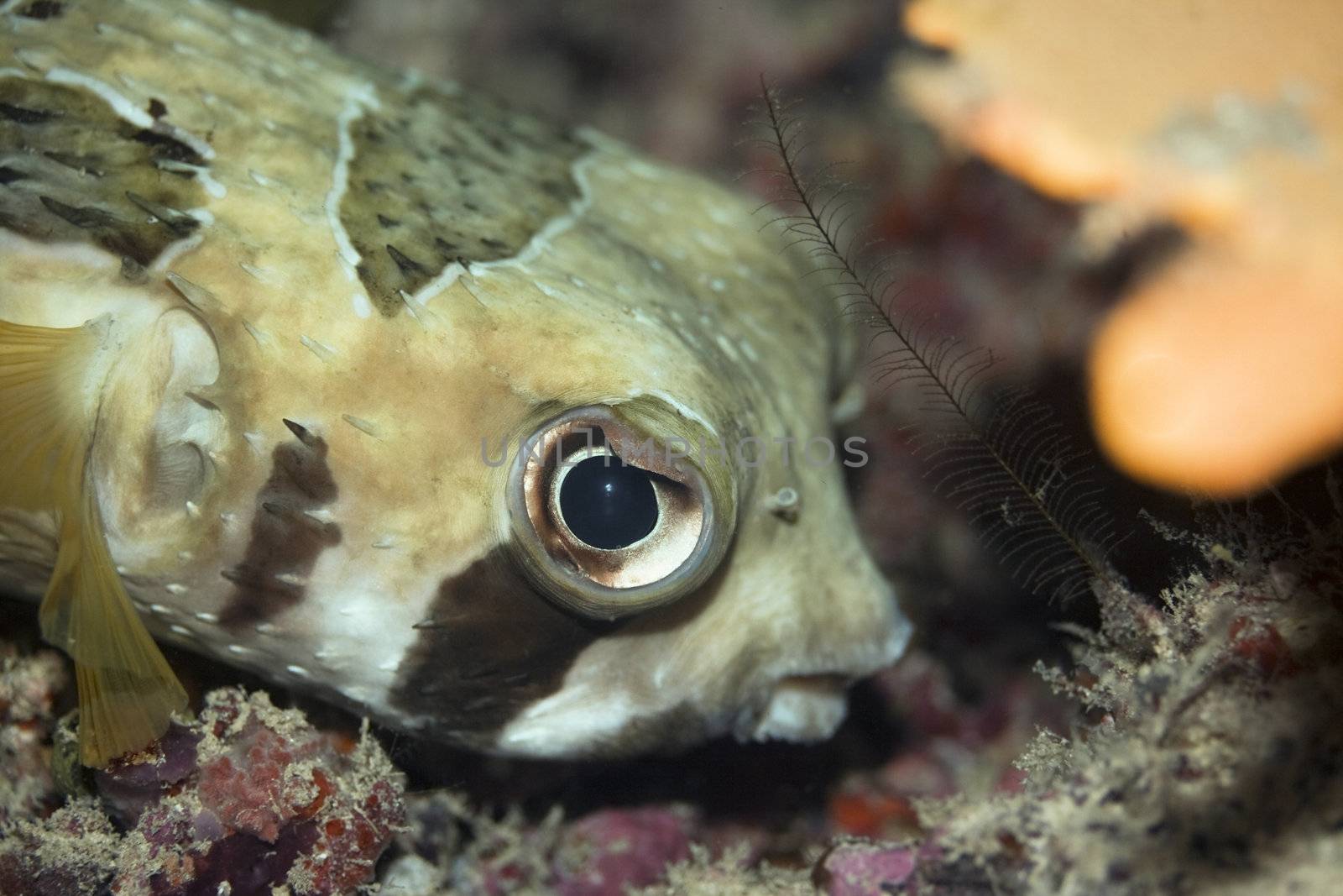 Porcupinefish (Diodon holacanthus) on the bottom underwater. Borneo island