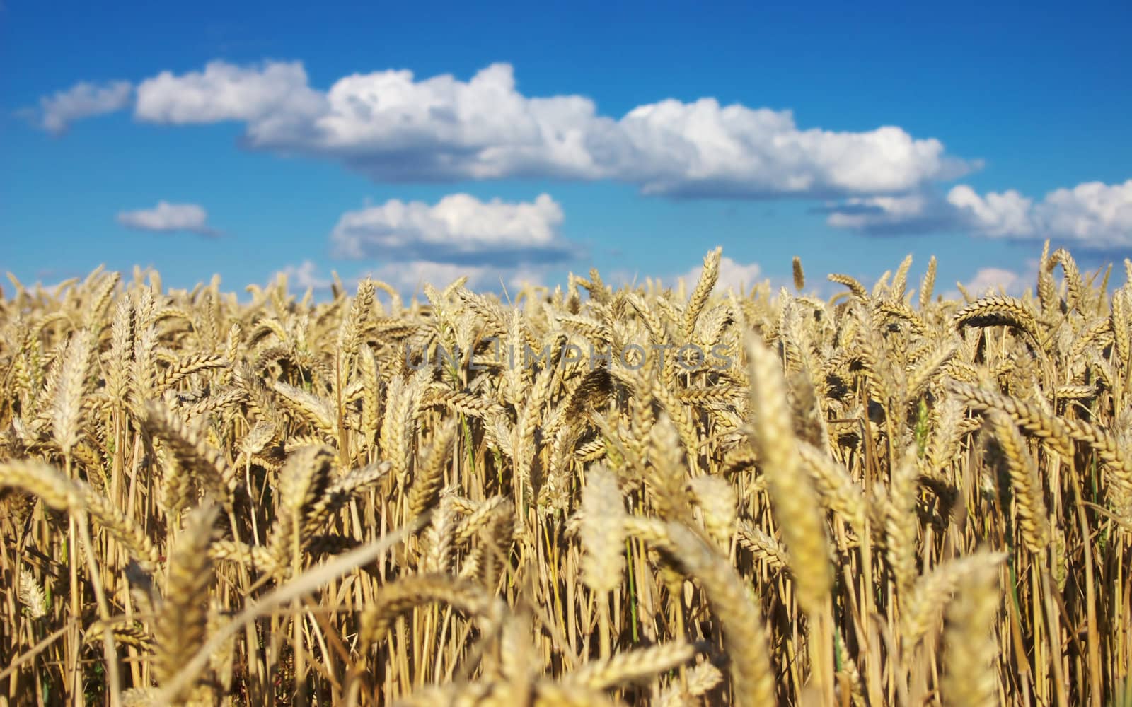 Wheat Field and blue sky by hospitalera
