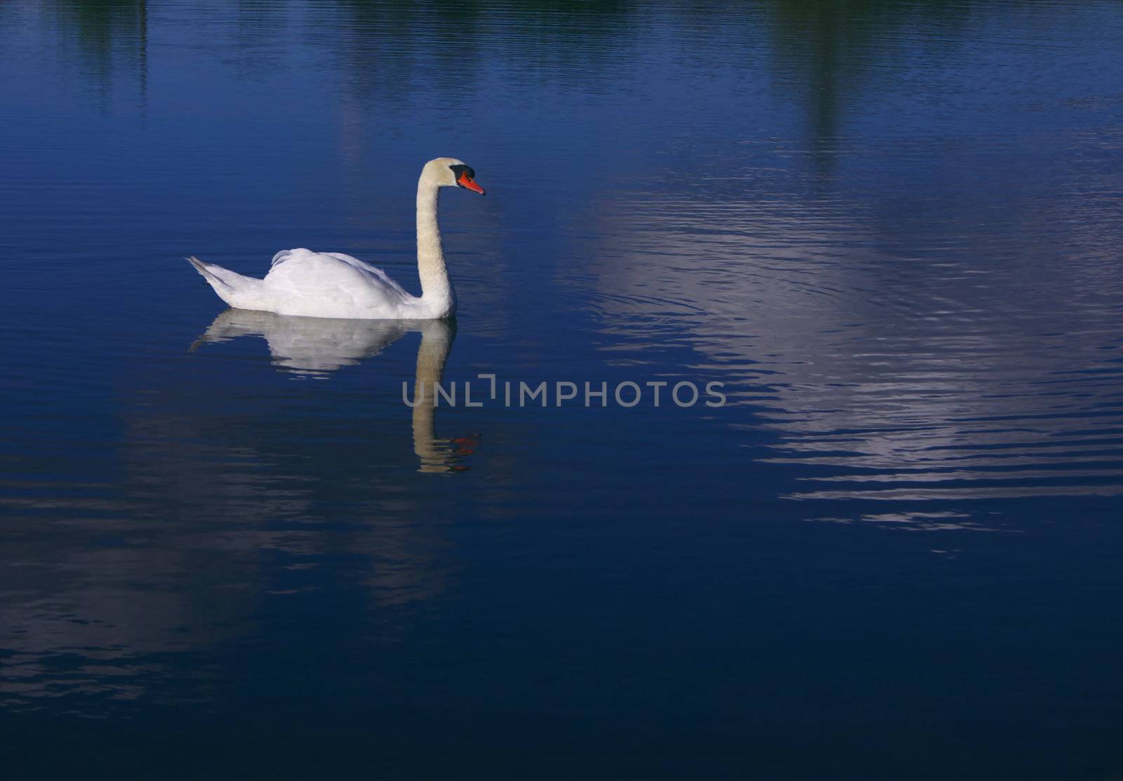 Swan 1 by hospitalera
