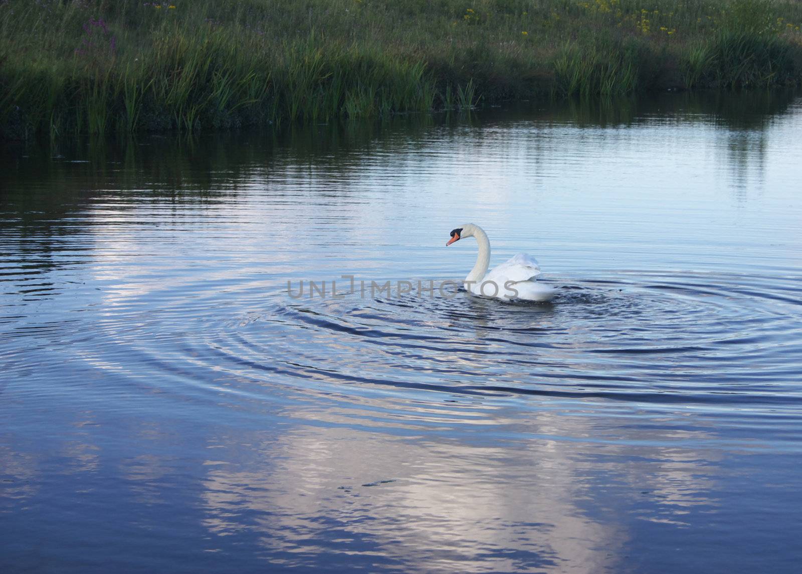 Swan 4 by hospitalera