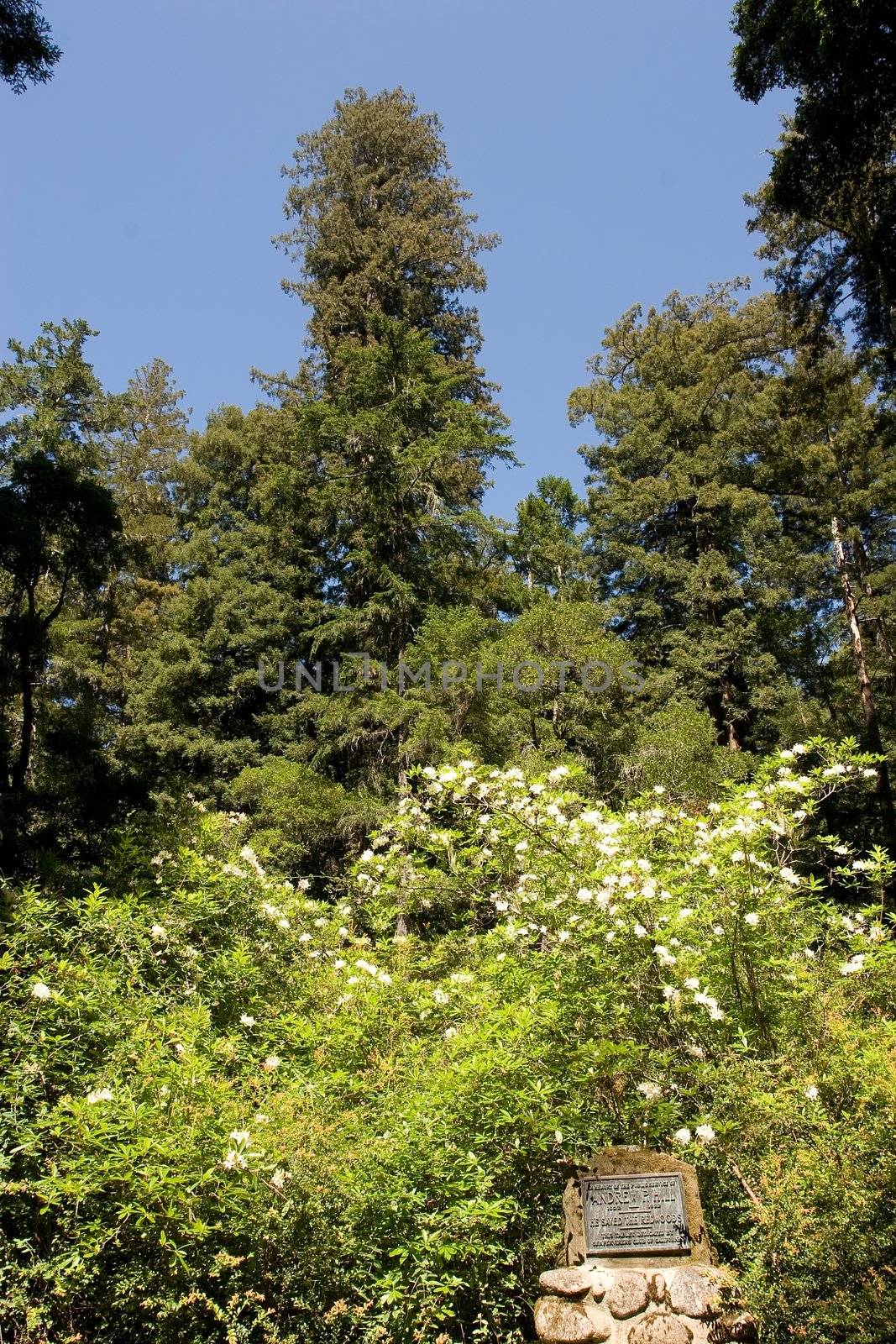 Redwoods by melastmohican