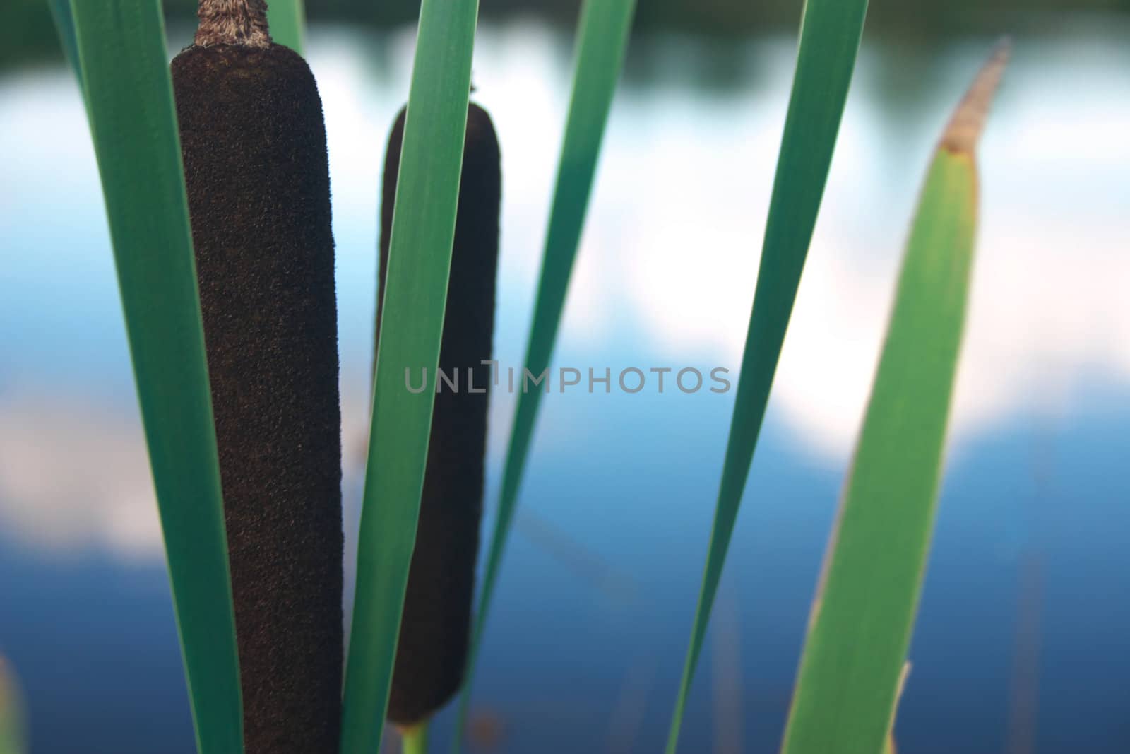 close up of a cattail or (bull) rush plant, wetland / aquatic plant, with the lake in the background, shallow dof, focus on front plant