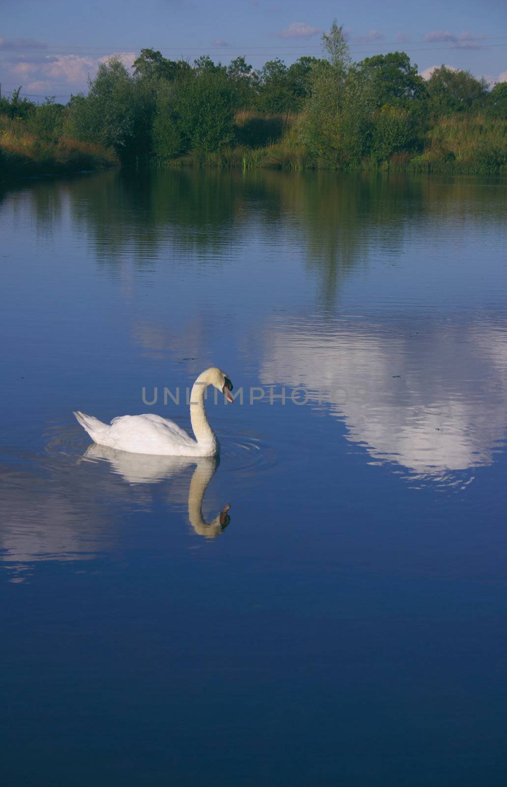 Swan 6 by hospitalera