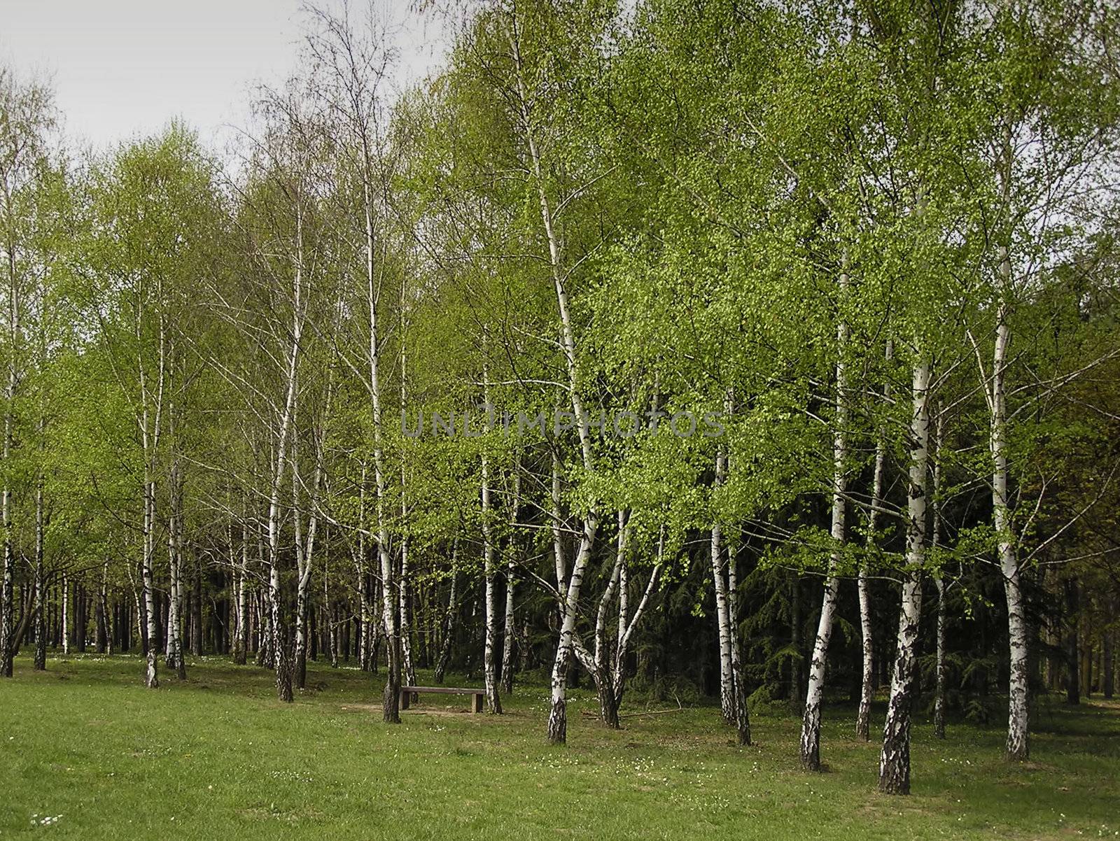 Birch forest at public park, white trunks, green leaves and grass.