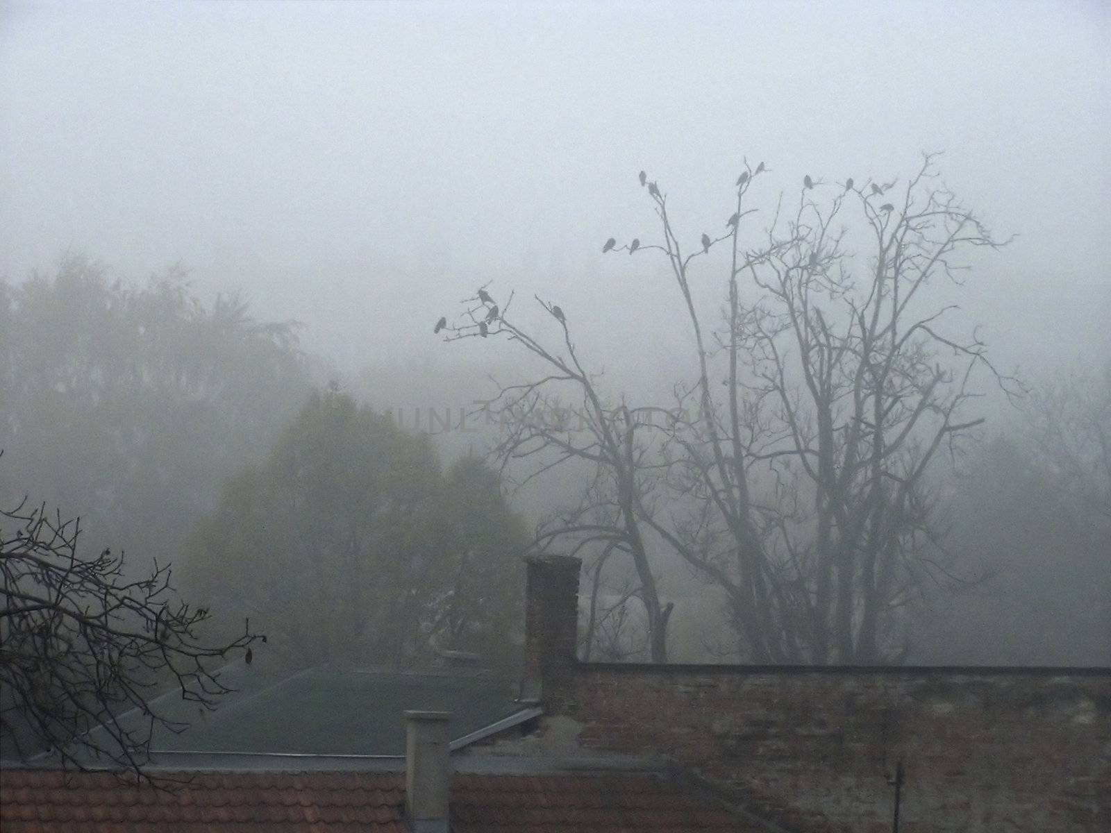 Birds in Mist by penta