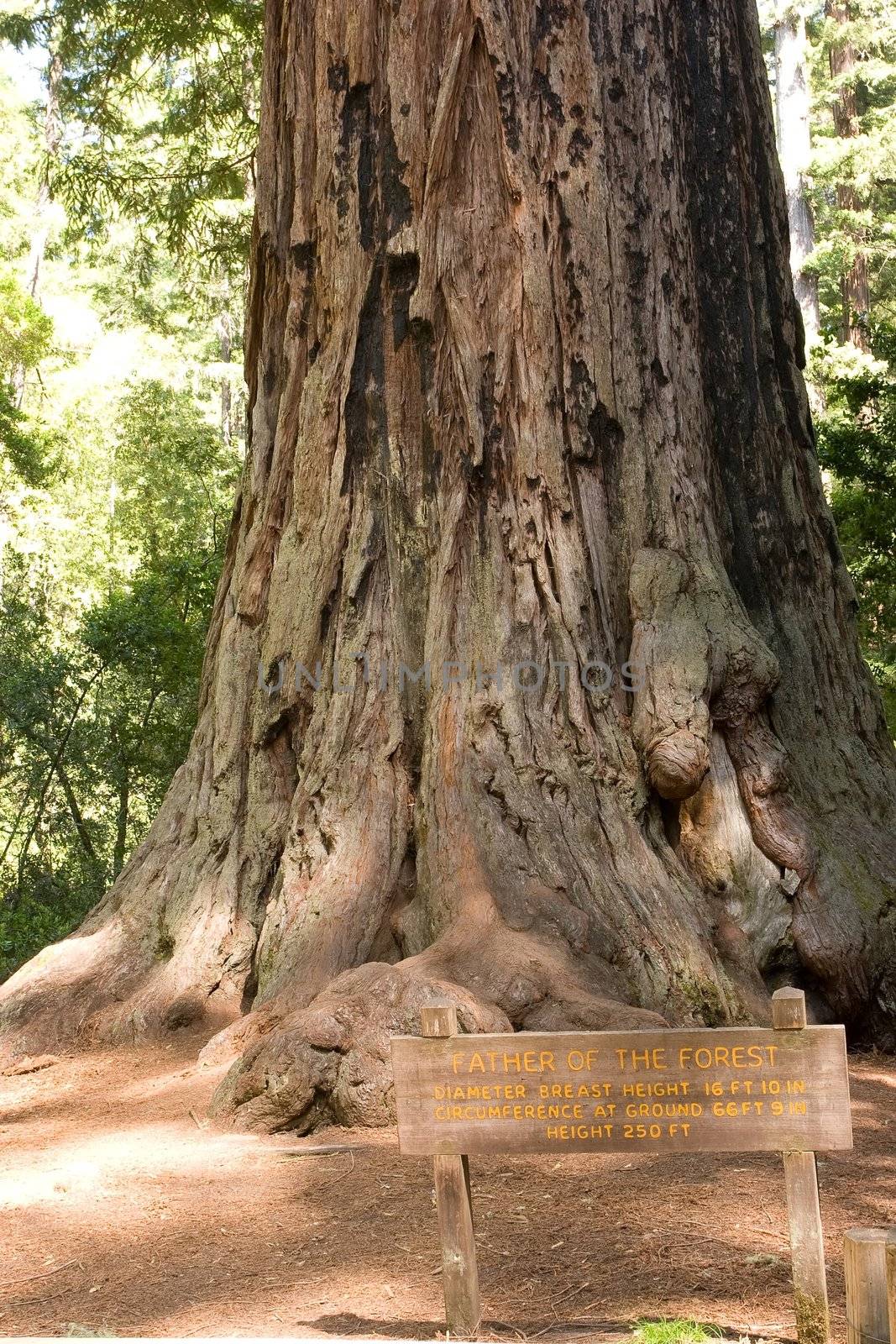 Redwoods by melastmohican