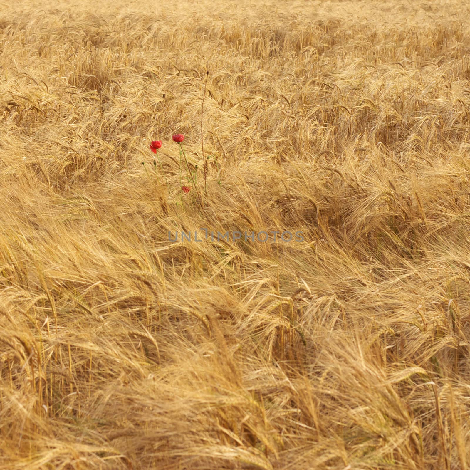 Ripe wheat field 2 by hospitalera