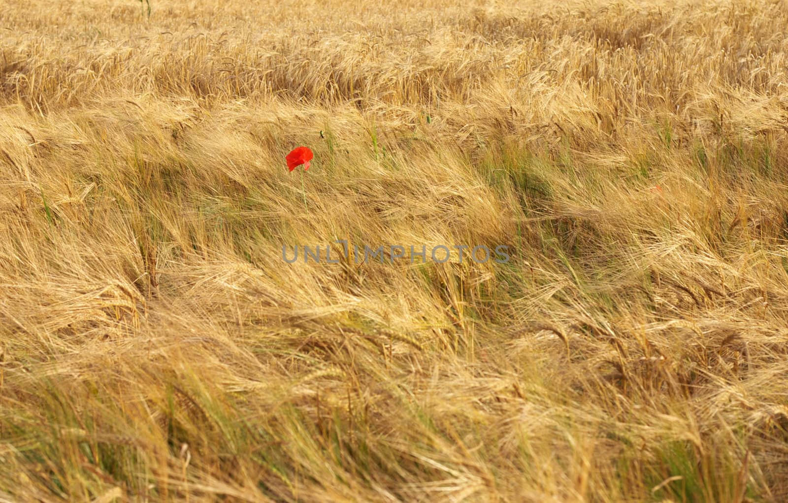 Ripe wheat field 4 by hospitalera