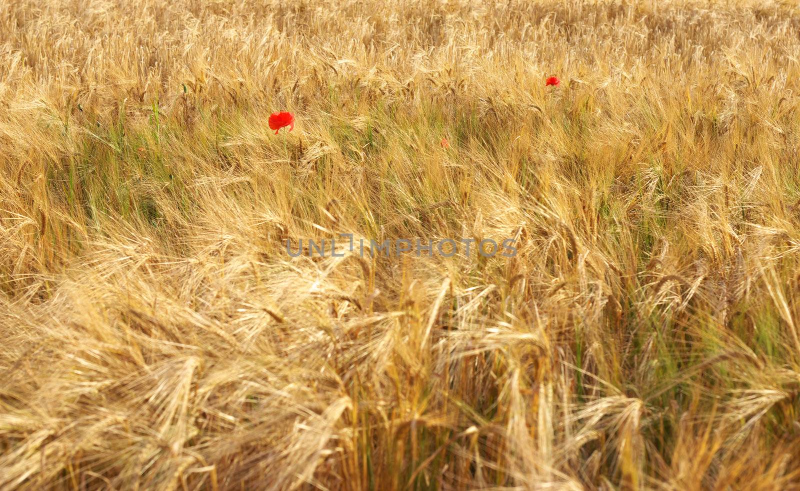 Ripe wheat field 5 by hospitalera