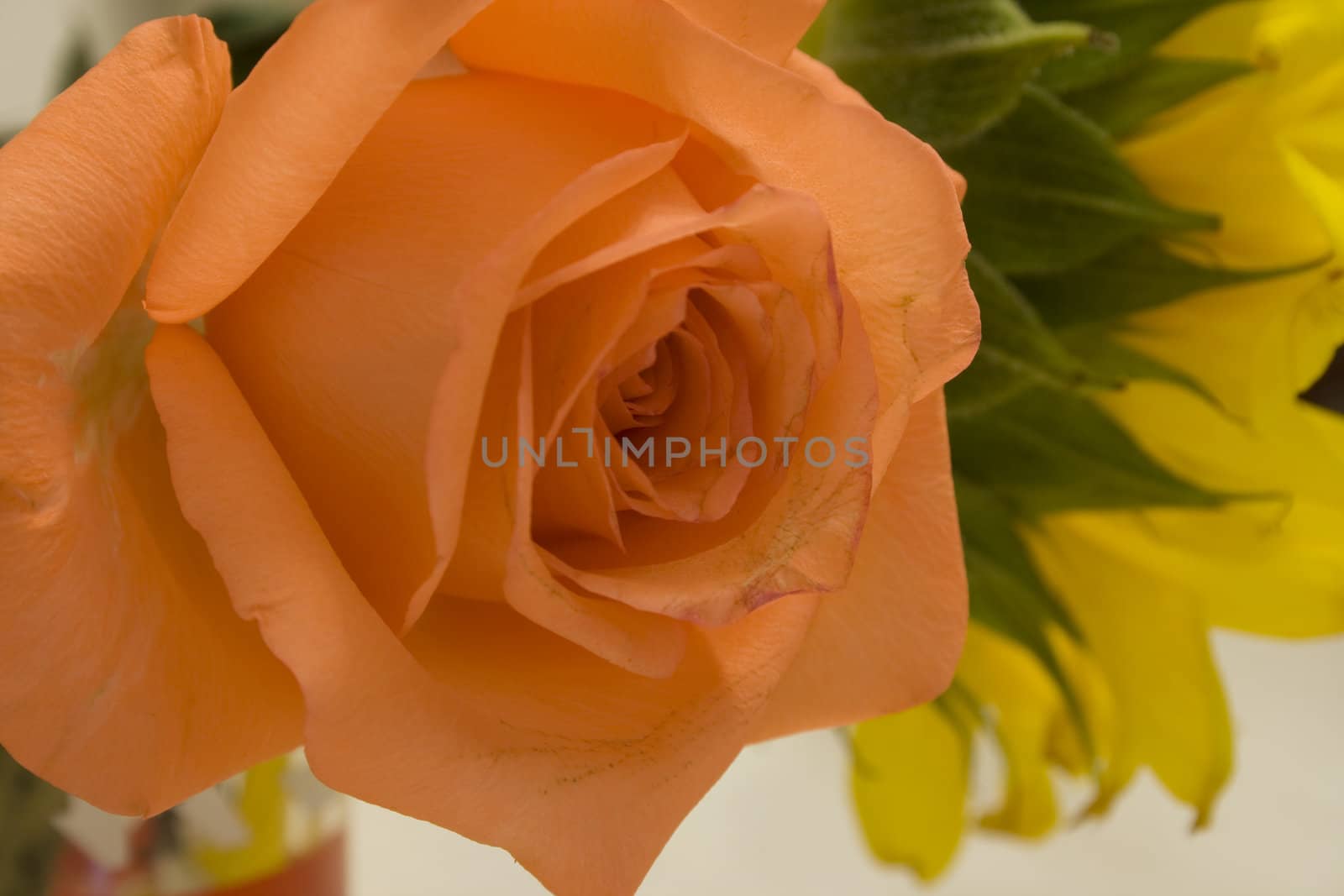 Close up of a rose with a sunflower in background.