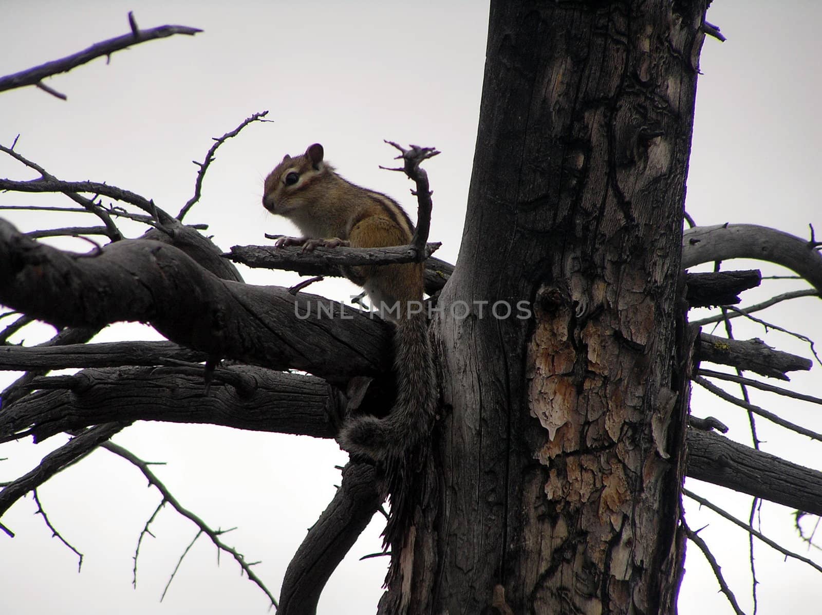 The wild nature of Sakhalin, the Chipmunk