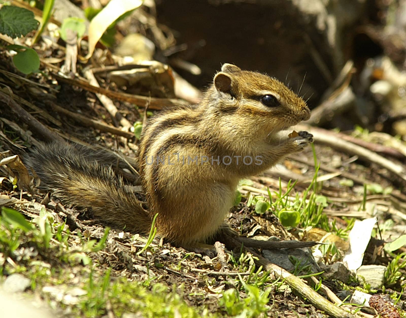 The wild nature of Sakhalin, the Chipmunk