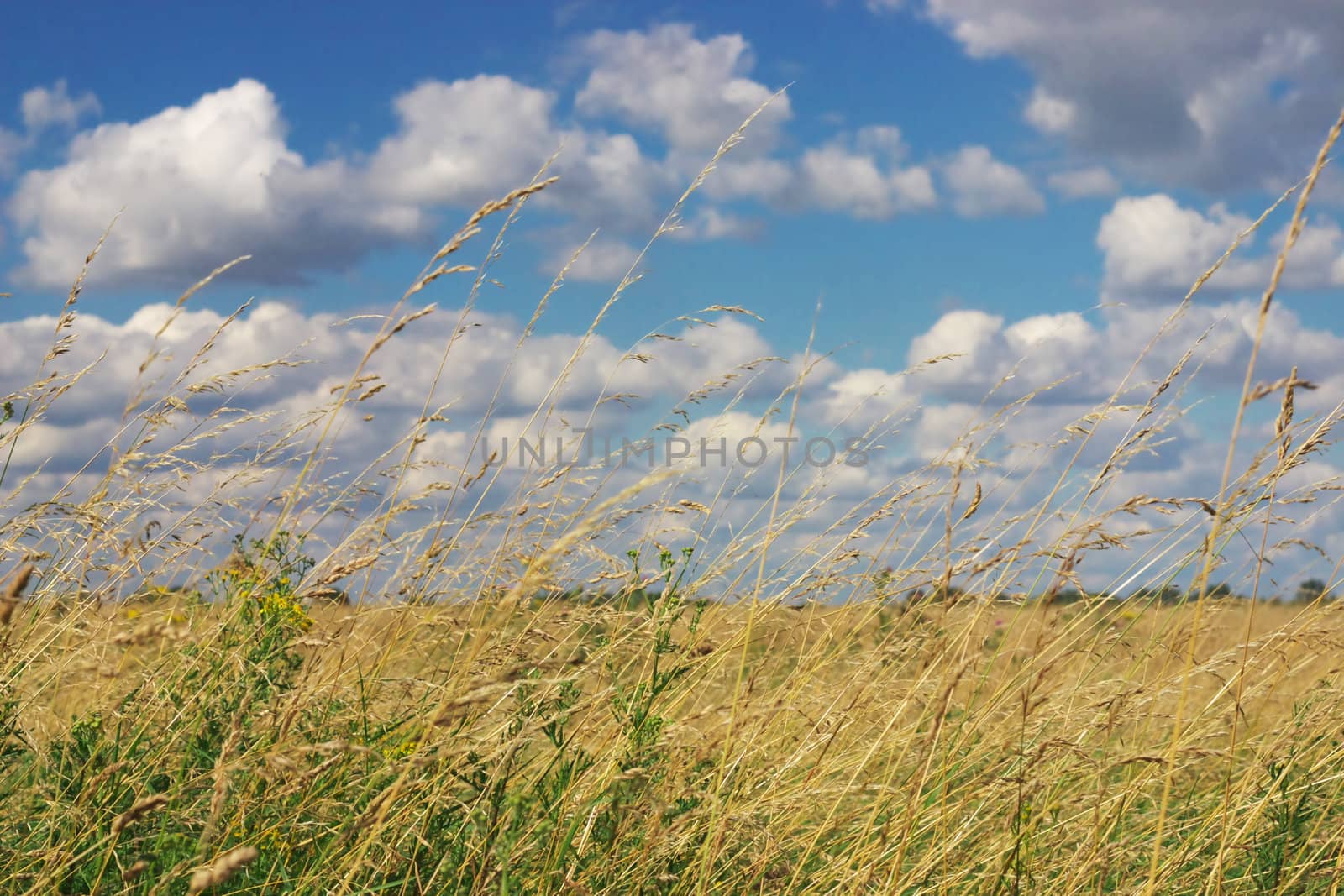 Wheat Field and blue sky 2 by hospitalera
