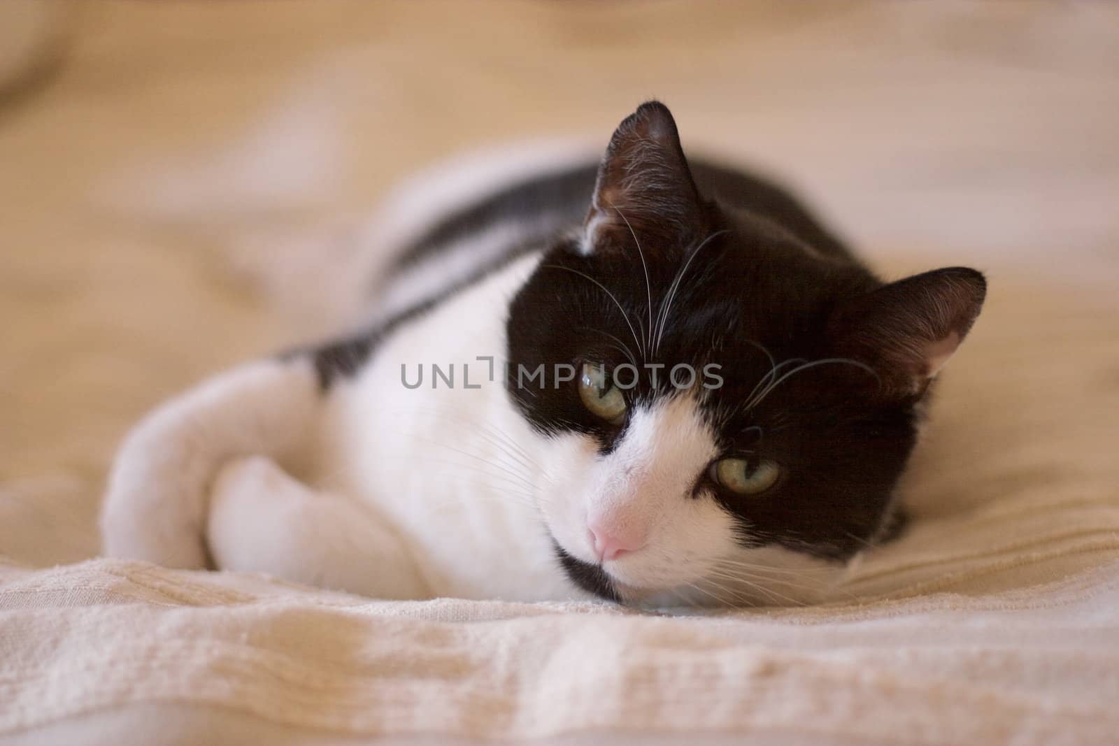 cat laying on bed portrait by hospitalera