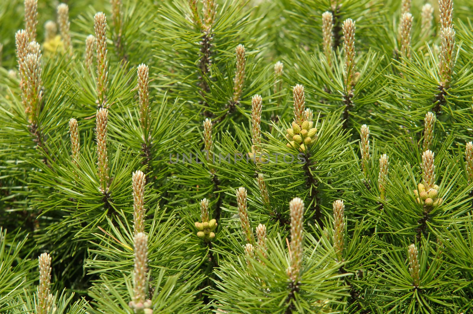 Mountain pine by Hbak