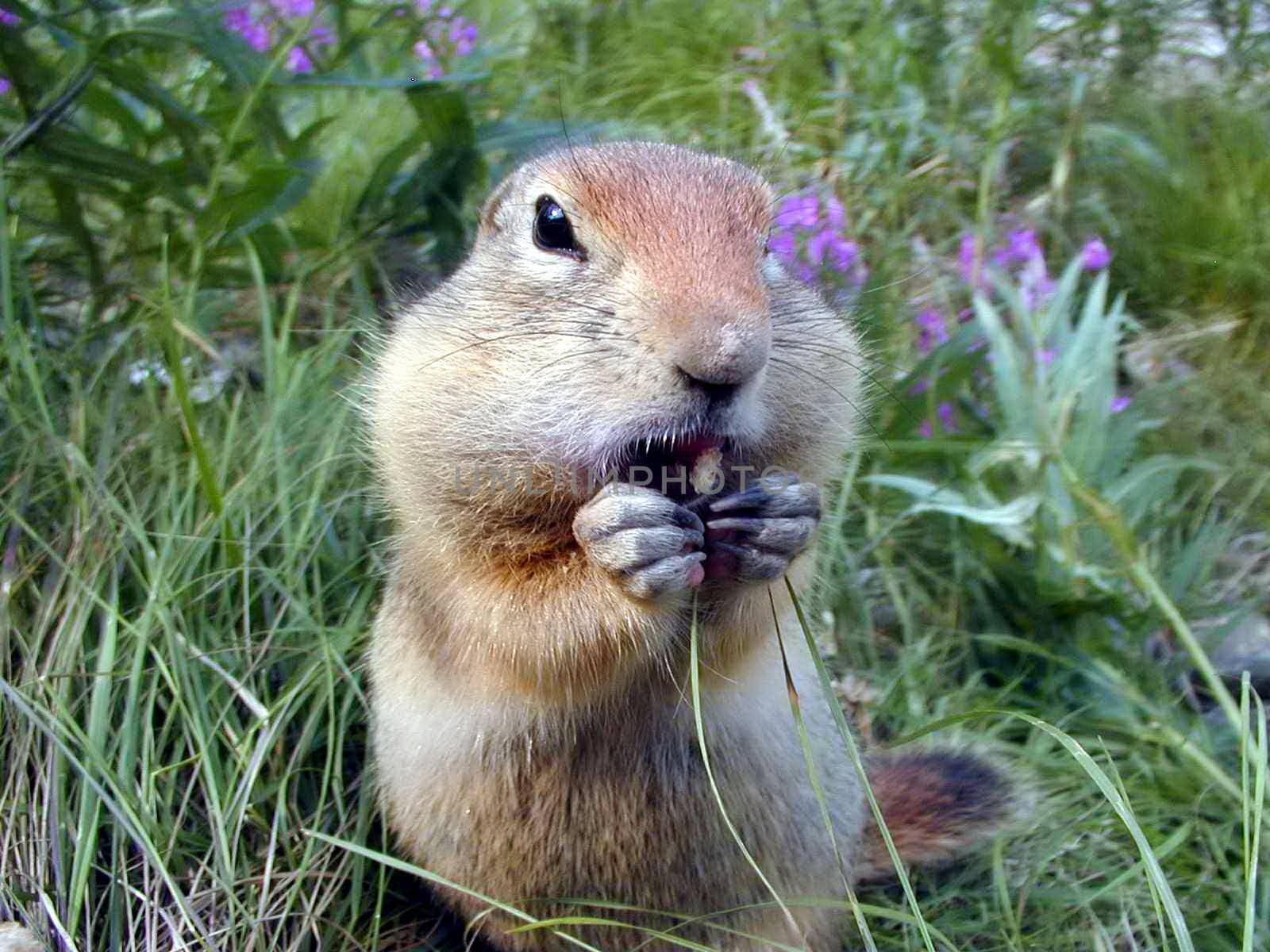 The wild nature of Sakhalin, the Chipmunk