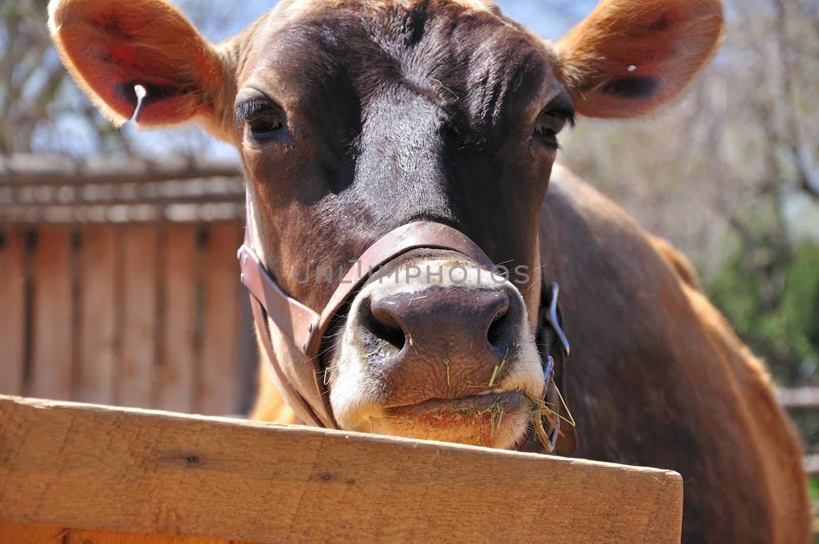 A brown cow looks up from eating on the farm.