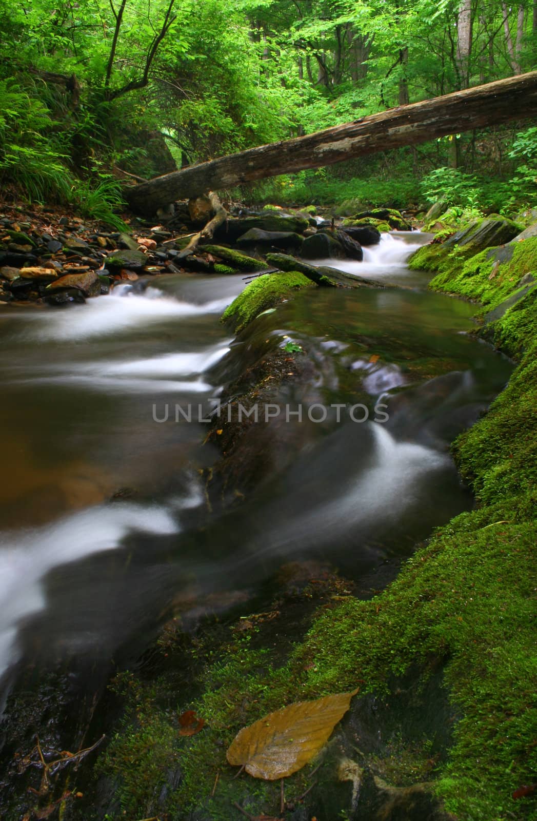 Creek by thephotoguy
