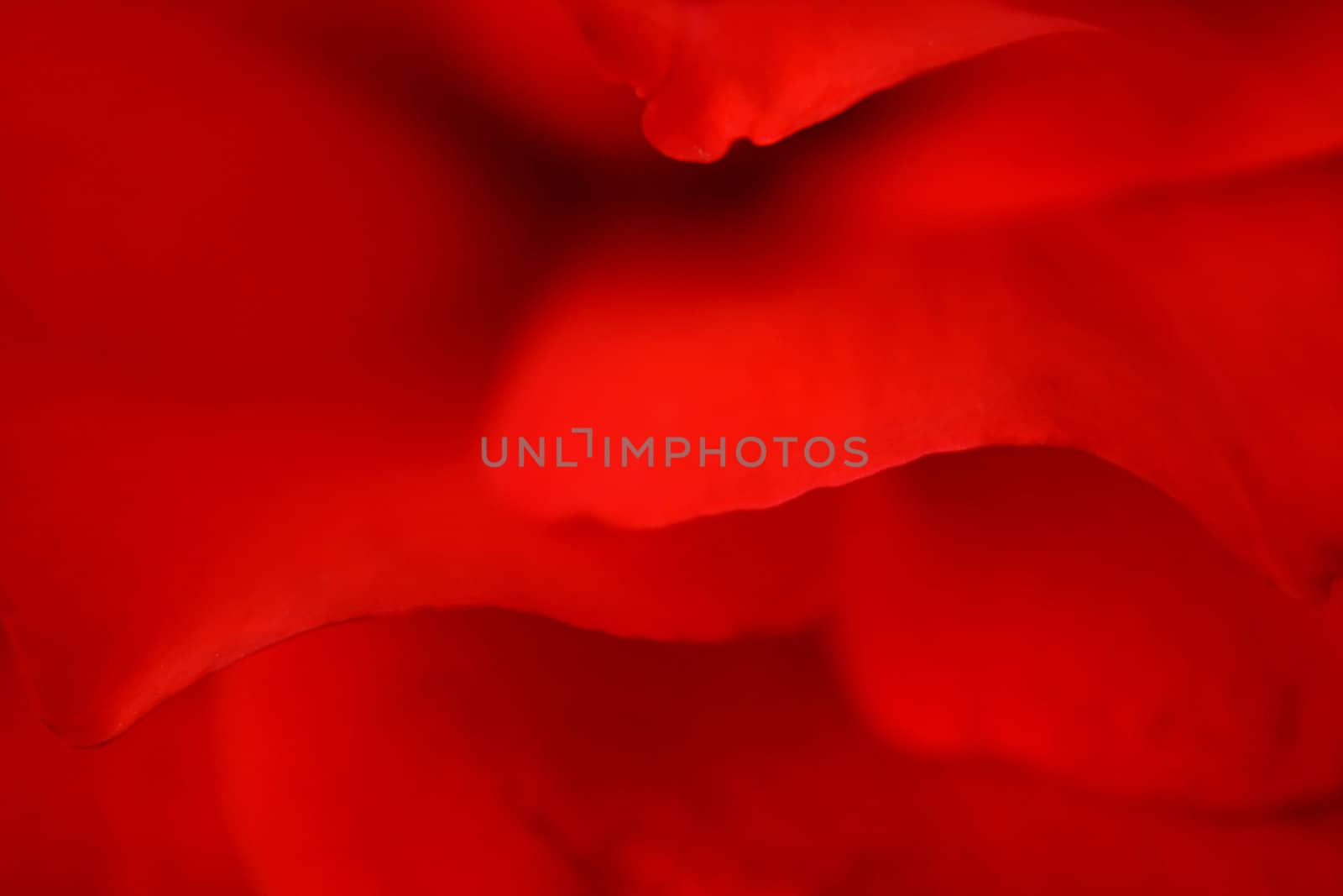 Macro of a red rose petals as an abstract