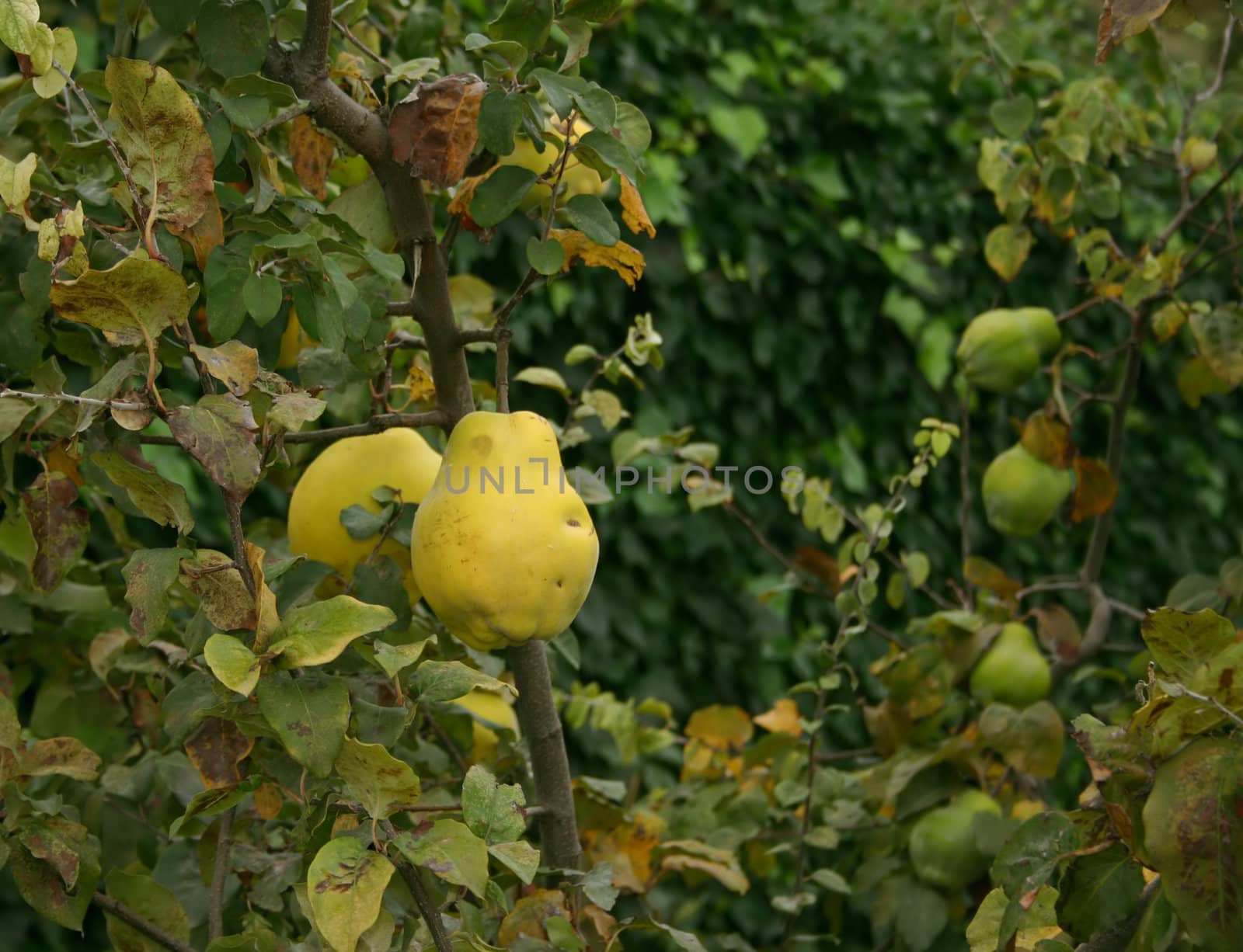 Quinces1 by hospitalera