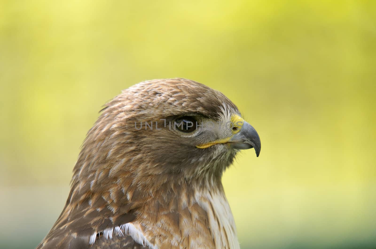 Portrait of a young red-tailed hawk