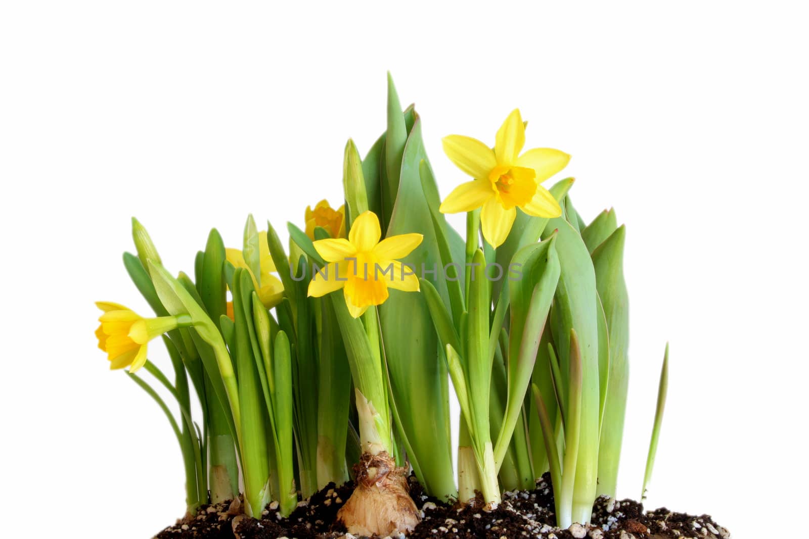 Daffodils isolated on a white background