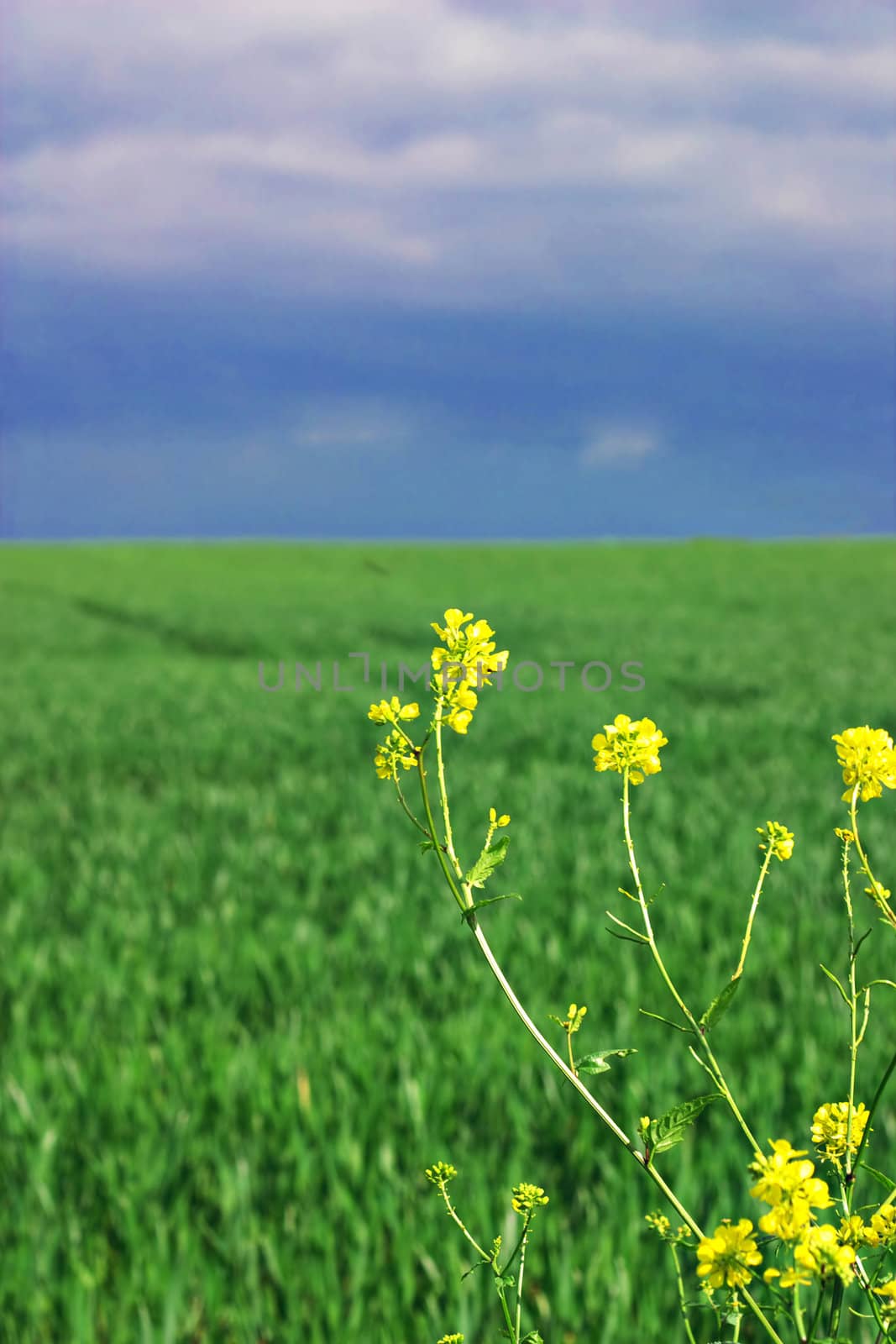 Rape seed flowers with wheat field and stormy sky in the background