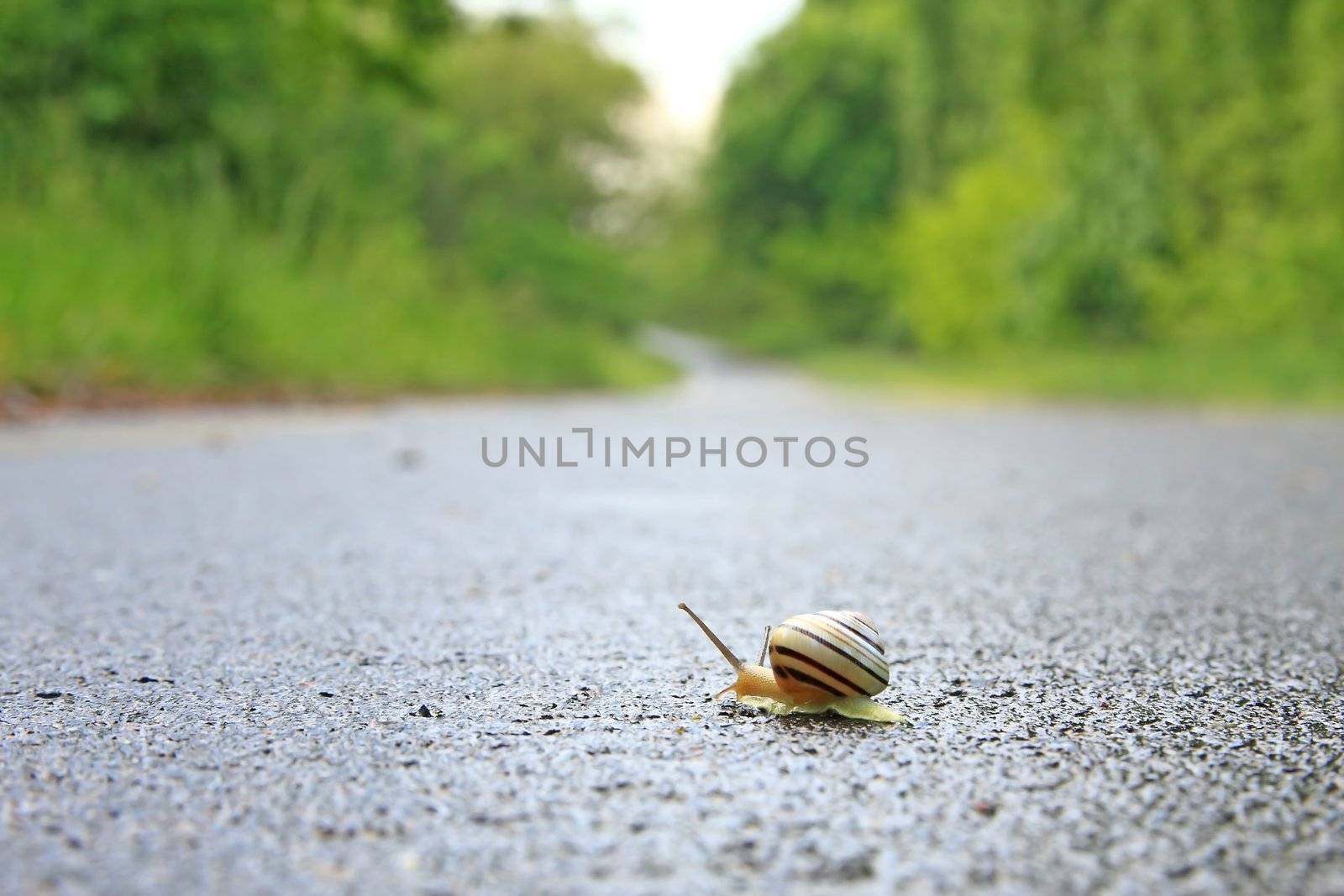 Snail by Digoarpi