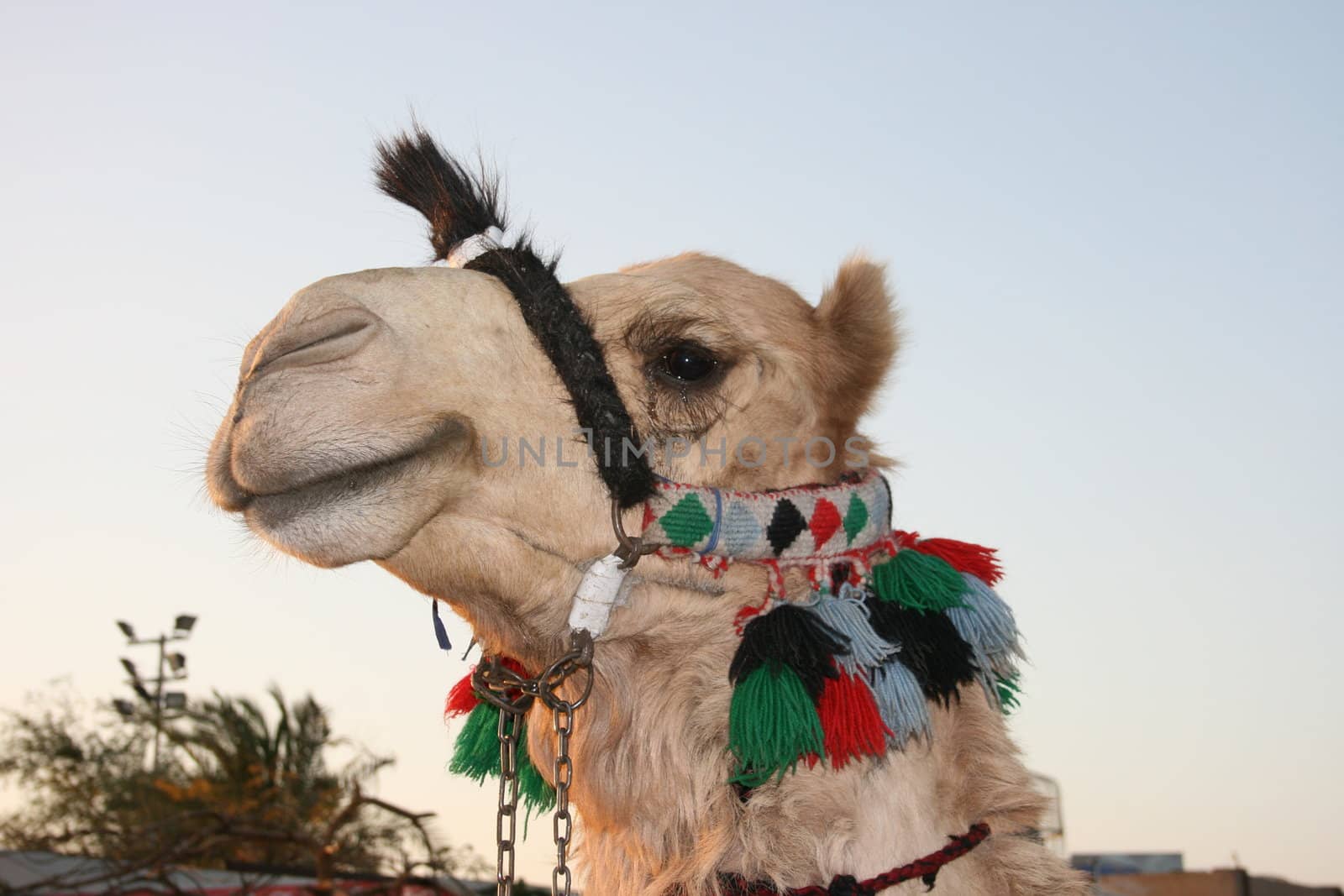 Jordanian camel with bedouin accessories, smiling and looking at the photographer with brown eyes by pingster