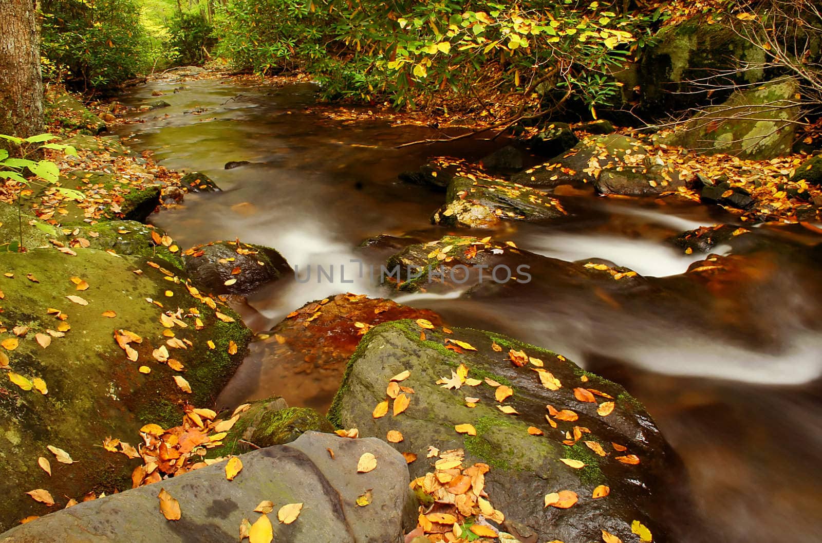 Fall at the Stream by thephotoguy